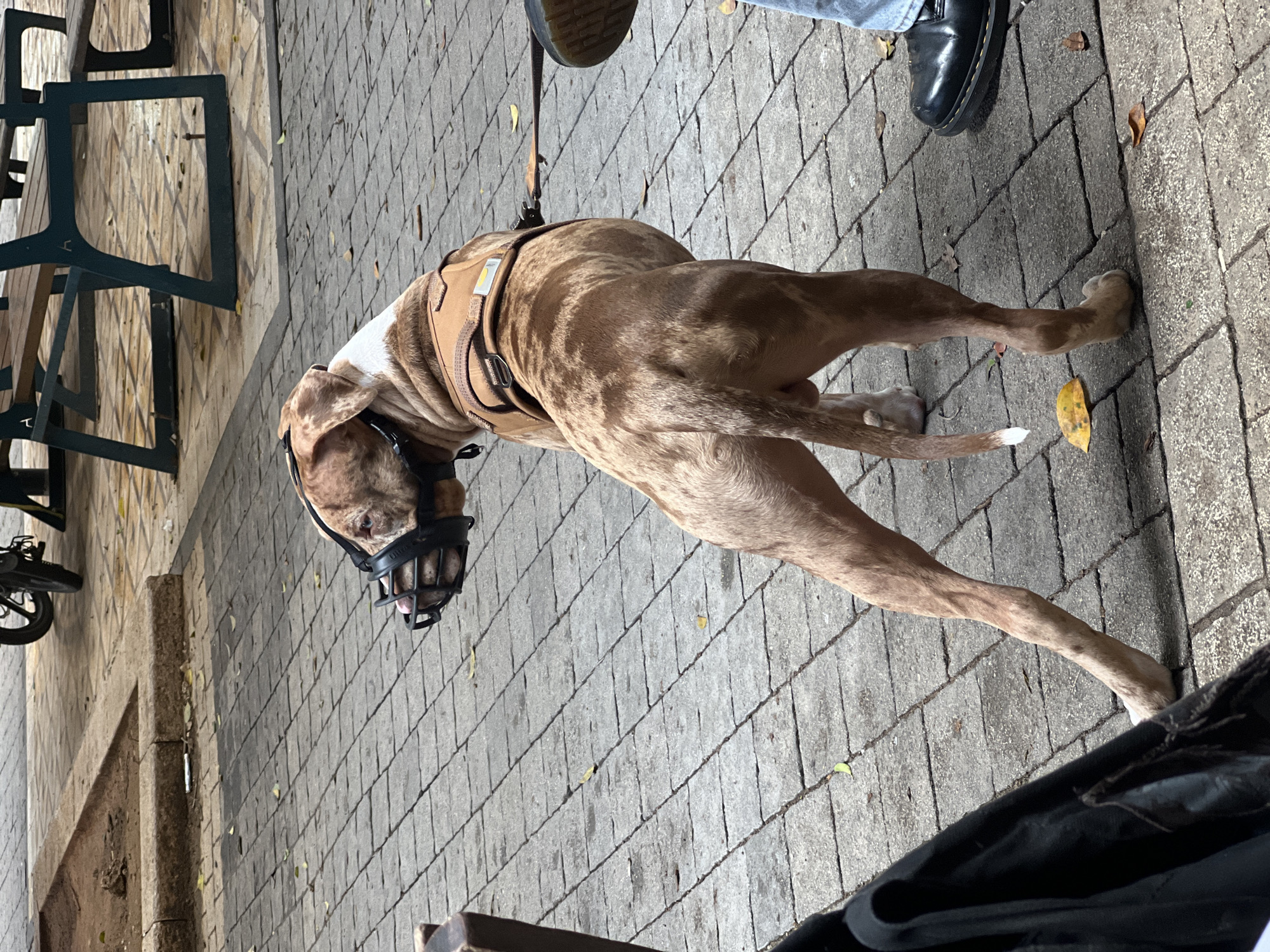 A brown and white brindle dog is standing on a paved surface. The dog is wearing a brown harness and a black muzzle. The dog is leashed, and an individual wearing blue jeans and a black shoe stands at the end of the leash. The background includes tables, chairs, and pavement. The location is possibly outdoors in an urban setting. There is no explicit evidence of Tel-Aviv in the image.