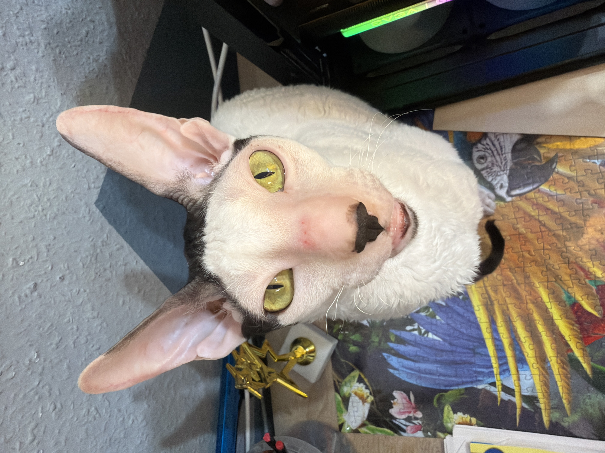 A close-up, high-angle shot captures a white cat with distinctive large ears and a black marking on its head. The cat is looking directly at the camera with bright yellow-green eyes and its mouth slightly open, revealing its tongue. The cat's face has a reddish mark on its nose and cheeks. It is positioned on a colorful jigsaw puzzle featuring parrots and tropical birds. To the left of the cat, a small gold trophy with a lightning bolt design is visible. The background consists of a textured, light-colored wall and dark surfaces, possibly a desk, with some wires and a glowing green light from electronic equipment. This image was taken indoors, but no specific location in Yekaterinburg, Russia can be determined from the visual information provided.