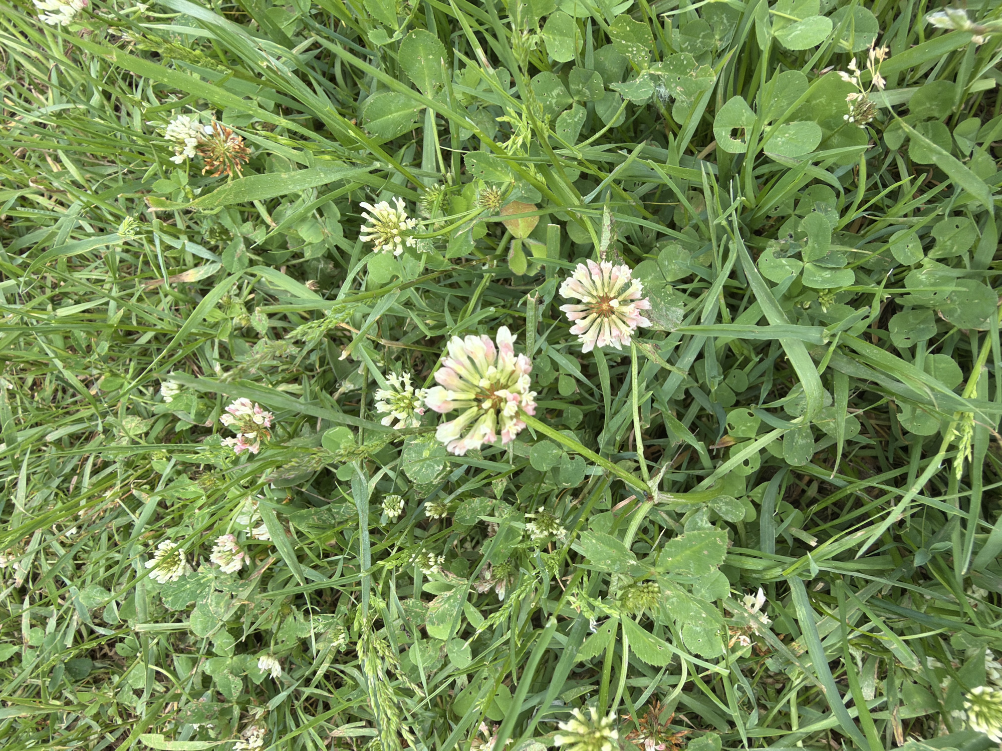 The scene depicts a dense ground-level view of mixed herbaceous vegetation in Tsigov Chark, Bulgaria. The image is dominated by various species of green grasses and numerous white clover plants (Trifolium). The grasses feature long, narrow blades in multiple shades of green. Interspersed among the grass, the clover plants display their characteristic trifoliate leaves; some leaves exhibit minor imperfections or discoloration. Multiple spherical clover inflorescences are present, composed of numerous small florets. These flowers are predominantly white, with a notable pinkish hue on some florets, particularly in more mature or older blooms. Several inflorescences show signs of senescence, appearing partially browned. The vegetation completely obscures the underlying ground. No individuals, animals, or artificial objects are visible within the frame. The lighting is consistent with natural daylight, providing uniform illumination without harsh shadows.