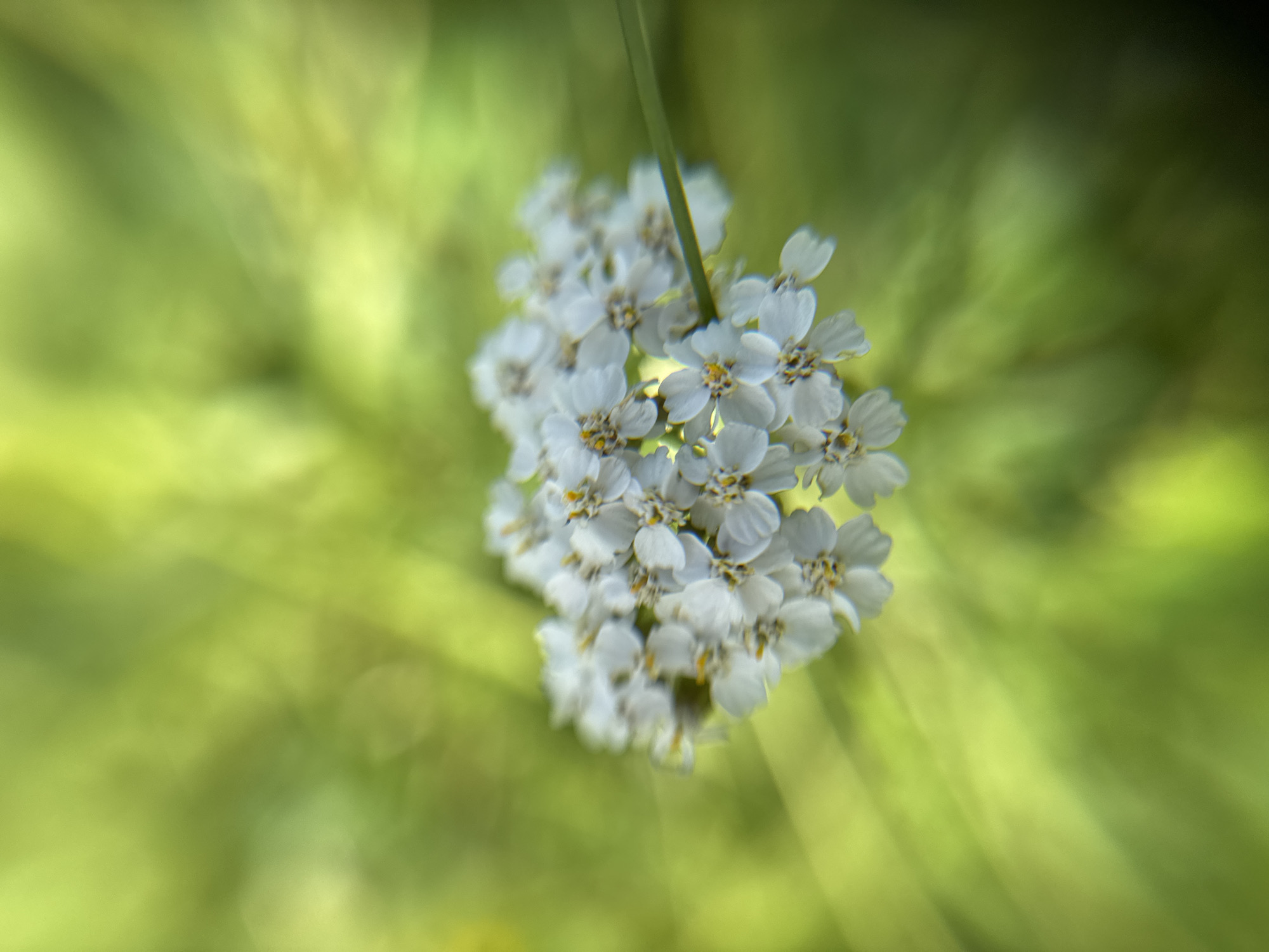 This media file features a close-up, shallow-depth-of-field shot of a cluster of small white flowers, likely yarrow, set against a blurred green background. The flowers are the primary subject, with their delicate petals and yellow centers visible. A thin green stem or leaf extends vertically through the center of the bloom. The background consists of out-of-focus green foliage, suggesting an outdoor, natural setting. The lighting appears bright, indicating it's likely daytime, possibly a sunny day given the soft highlights on the petals and the luminous quality of the background. There is no discernible text in the image. The overall mood is serene and natural, focusing on the beauty of the small flowers. The location context points to Bogolyubovo, Russia, implying this scene is found in the natural landscapes of that region.