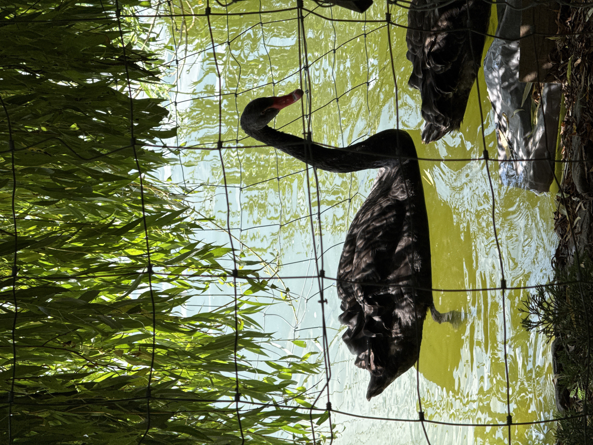 This image shows two black swans swimming in a body of water, likely a pond or lake, surrounded by foliage. The foreground features a wire fence, with long green leaves hanging from what appears to be a tree or shrub above, casting shadows on the water. The water itself is a greenish-yellow hue, reflecting the surrounding greenery. One swan is prominently featured in the center, with its long neck extended and its red beak visible. Its body is largely submerged, with its wings slightly raised. Another swan is partially visible in the lower right corner, also dark in color. The overall scene suggests a naturalistic environment, possibly a park or zoo. The mention of Mirikənd, Azerbaijan, suggests a specific geographic location for this image.