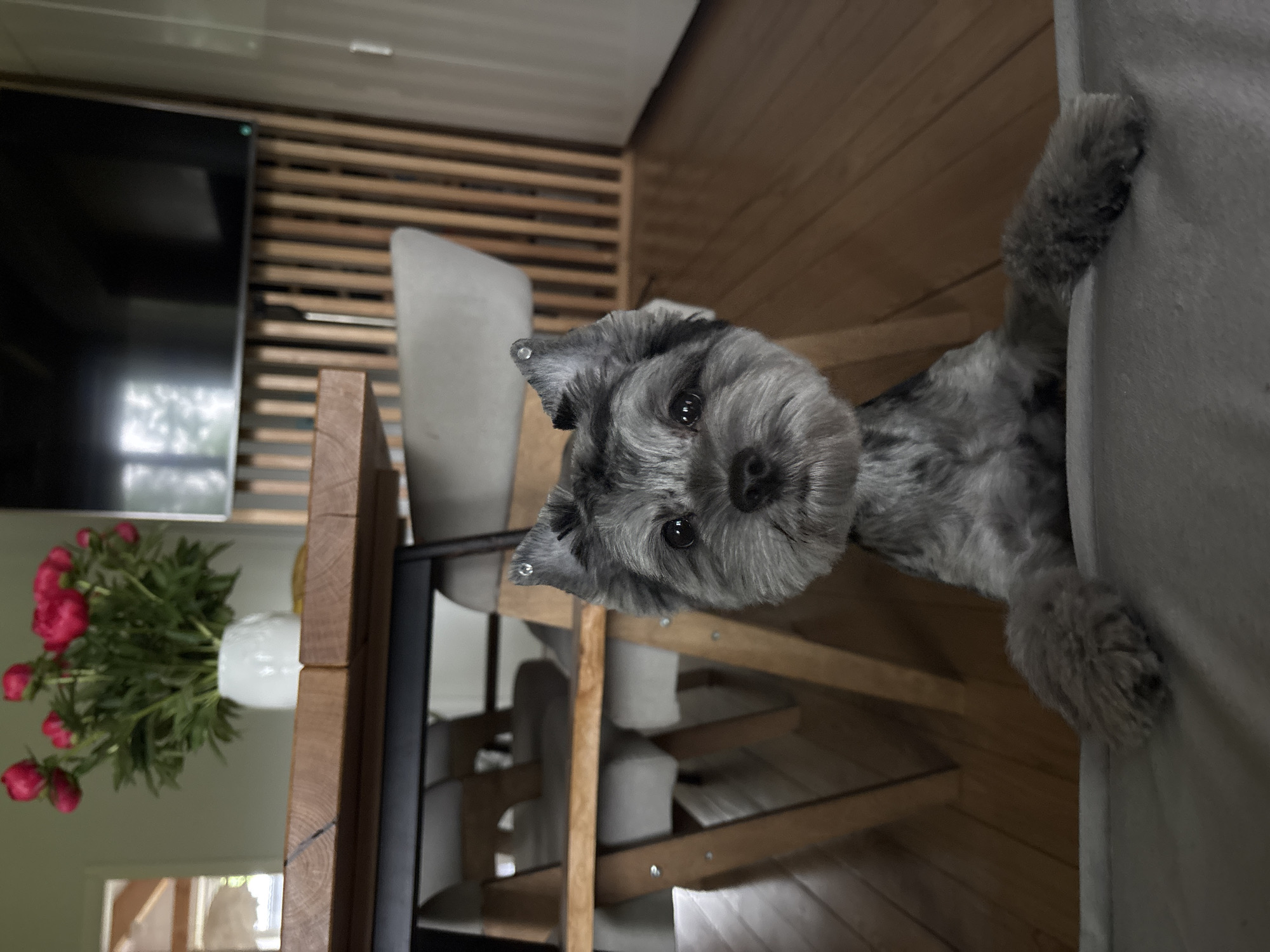 A small, gray, fluffy dog, resembling a Miniature Schnauzer or similar terrier, is the central subject of this indoor photograph. The dog is looking directly at the viewer with wide, dark eyes and perked ears, conveying a curious and attentive expression. Its front paws are resting on the edge of a light-colored, upholstered piece of furniture, possibly an armrest or couch back, from which it appears to be peeking over.
The background reveals a modern domestic setting, likely a living room or dining area. To the left of the dog, a wooden table or counter is visible, on which a white vase holds a bouquet of vibrant pink peonies. Behind the table, a large, dark flat-screen television is mounted on a wall, which features a distinctive slatted wooden design. A light-colored chair is partially visible near the wooden table. The room is well-lit, suggesting daytime, with natural light reflecting off the television screen. The overall ambiance is cozy and well-maintained. There is no visible text in the image. The location is an indoor space within a residence, consistent with a home environment in Chaikovsky, Russia.
