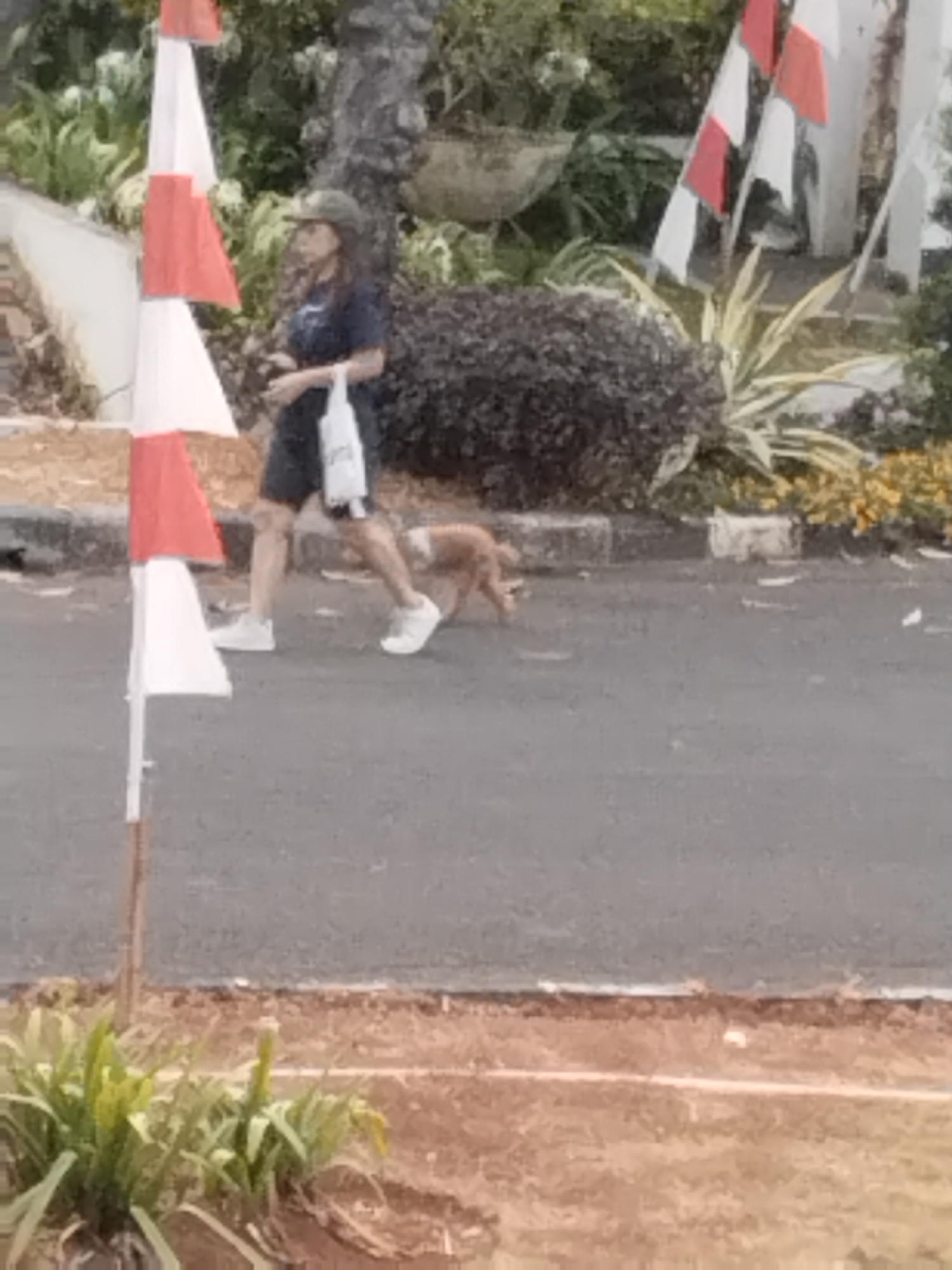 A full-body shot shows a woman walking a dog on a paved street. The woman, on the left, is wearing a dark t-shirt, dark shorts, a green cap, and white sneakers. She is carrying a white tote bag in her left hand. She is looking to her left. The dog, a medium-sized tan dog, is on a leash and walks to the right of the woman. The dog is looking forward. Behind the woman and dog, there are red and white flags on poles. Further in the background, there are bushes, some with yellow flowers, and trees. A white retaining wall is visible behind the bushes. The foreground shows a strip of brown dirt with some green plants. The overall scene appears to be in a residential or park-like setting. The flags suggest a national or patriotic event might be taking place. The presence of the flags indicates that the image might have been taken during Indonesia's Independence Day celebrations, which occur on August 17th each year.