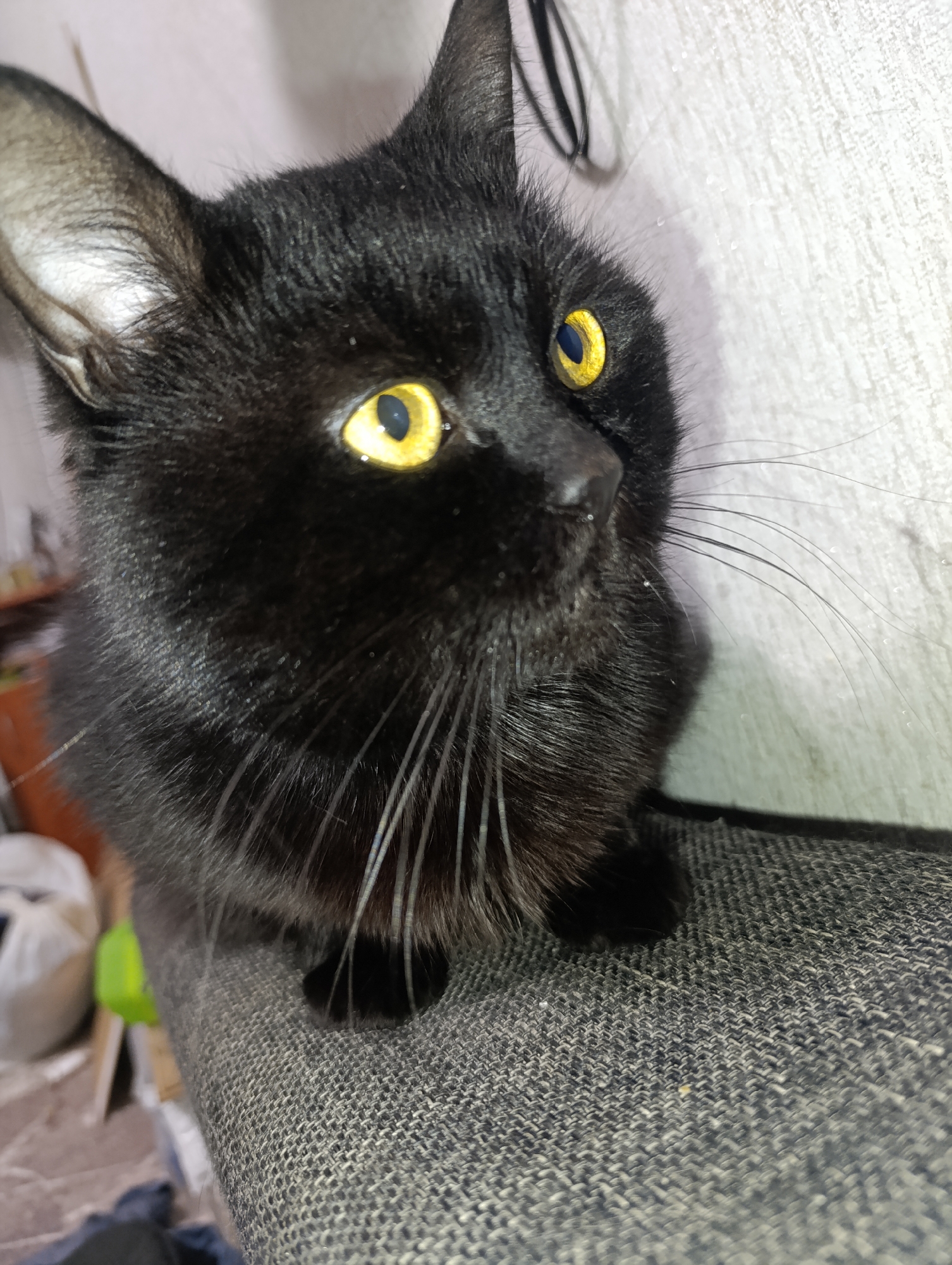 A black cat with bright yellow eyes is perched on a grey upholstered surface. The cat's head is turned to the right, and its whiskers are prominent against a textured, light-colored wall in the background. The scene appears to be indoors, possibly in a residential setting. There is no information available about the city of Zlatopil, Ukraine, in relation to this image.