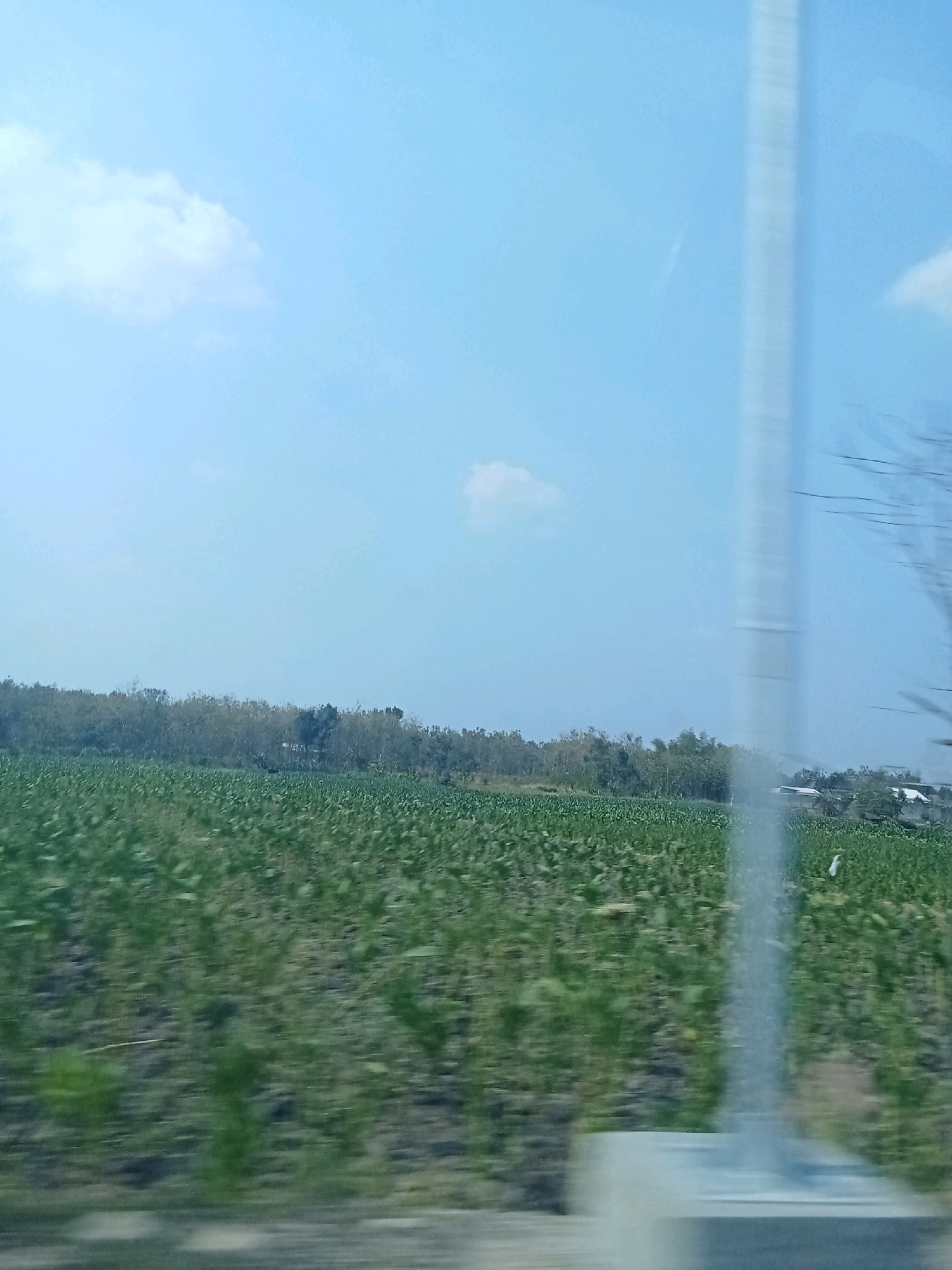 An outdoor, medium-shot, eye-level photograph captures a vast agricultural field in Sumberringin, Indonesia, under a clear, pale blue sky. The field, likely a crop such as corn or tobacco, is densely planted with green foliage that extends to the horizon. A line of trees, also densely packed and appearing somewhat dry, forms a dark green barrier along the distant edge of the field. A few small structures, possibly houses, are visible nestled amongst the trees on the right side of the image. A tall, blurred, white vertical element, possibly a lamppost or pole, dominates the right side of the foreground, creating a streaky visual effect due to motion blur. The overall impression is that of a rural landscape, likely captured from a moving vehicle.