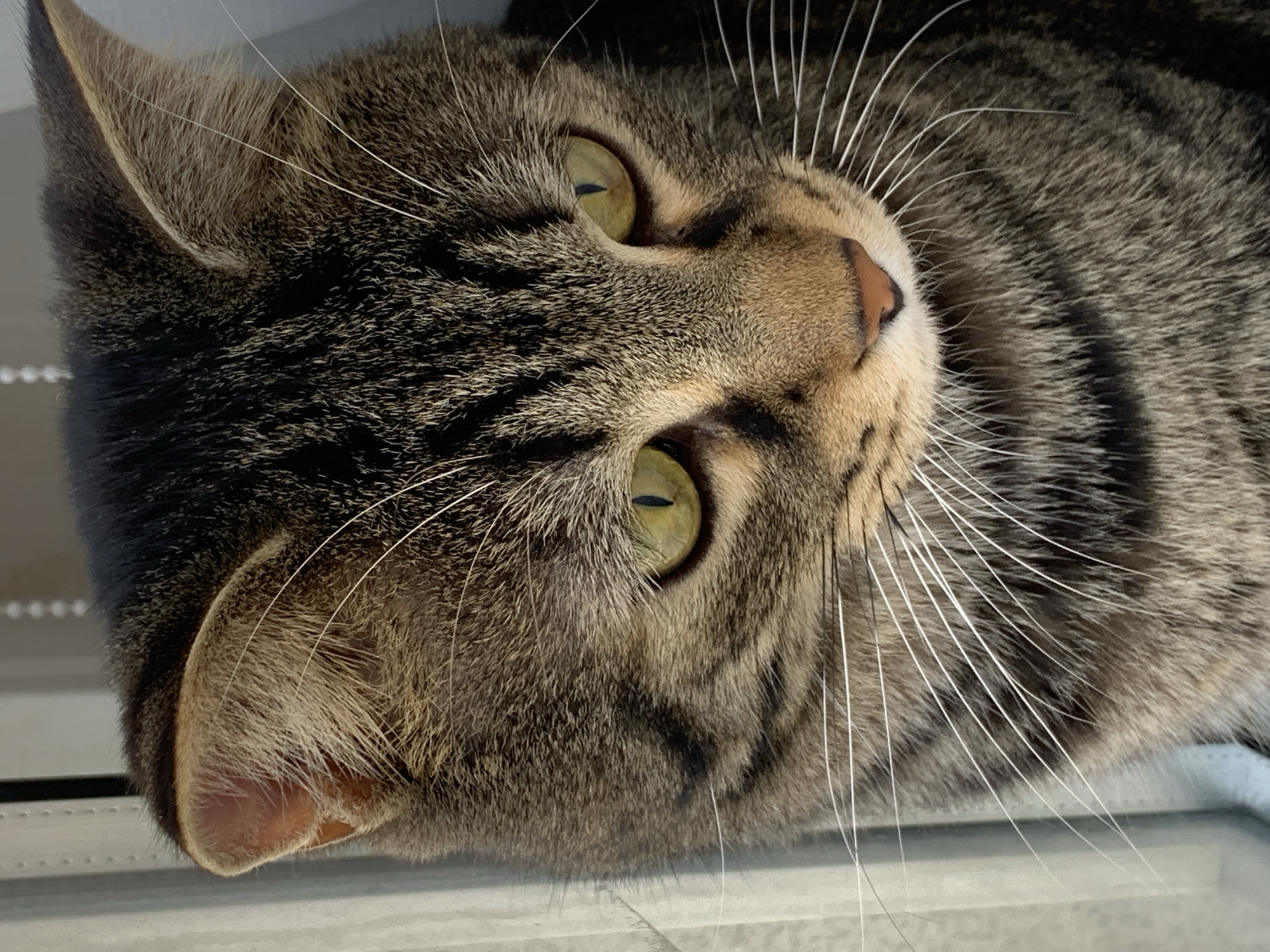 A close-up shot shows the head and chest of a tabby cat looking down and to the right. The cat has green eyes, brown and black stripes on its fur, and white whiskers. The cat is positioned in front of a window with vertical blinds. The lighting suggests it is daytime. The background is blurred, with hints of white blinds.