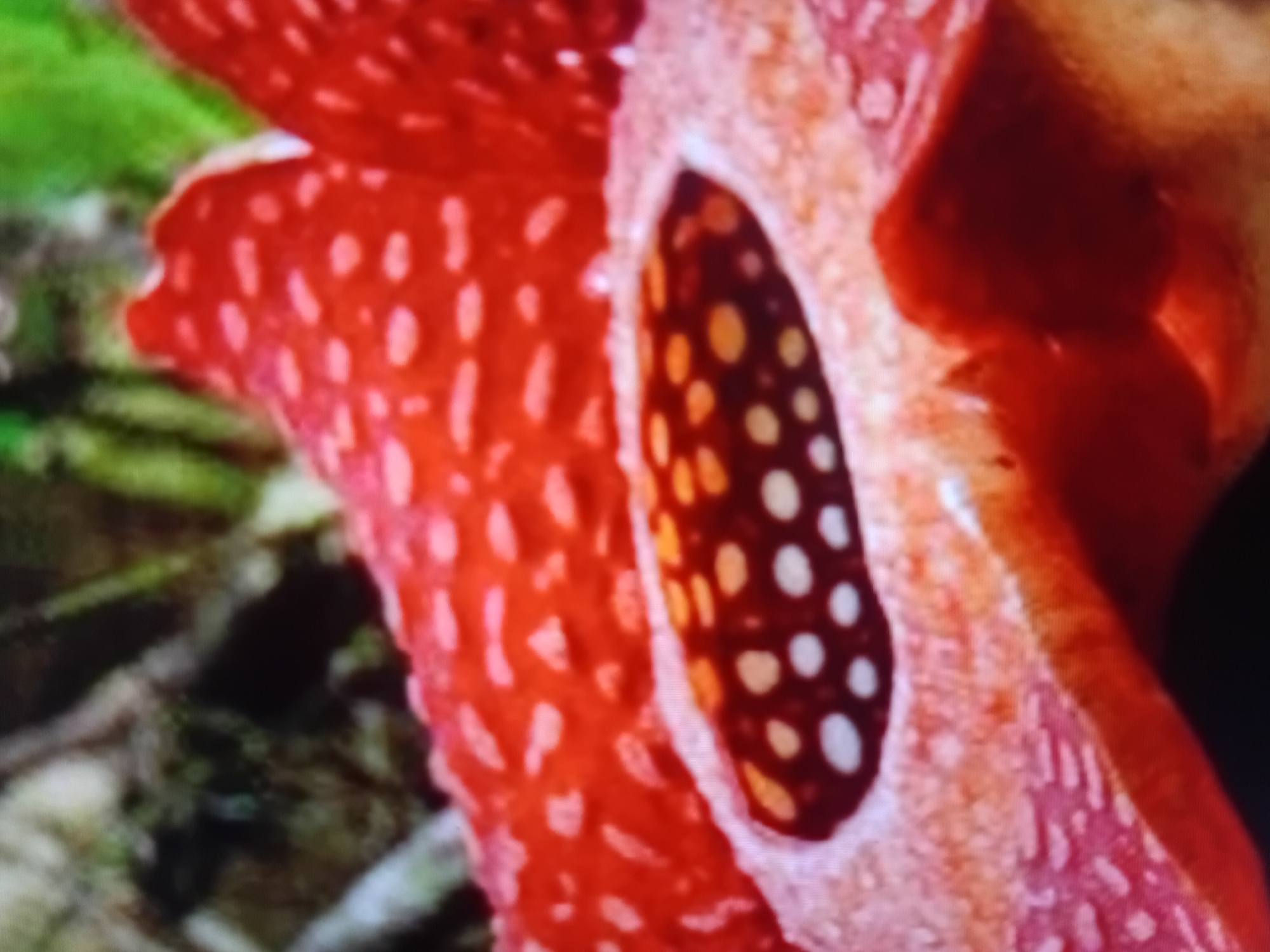The image is a close-up, low-resolution, blurry shot of a Rafflesia flower. The flower is predominantly red with white spots on its petals. The center of the flower is a dark opening with white and yellowish spots. The background is out of focus and appears to be foliage. There is no indication of Verkhniachka, Ukraine, or any human presence.
