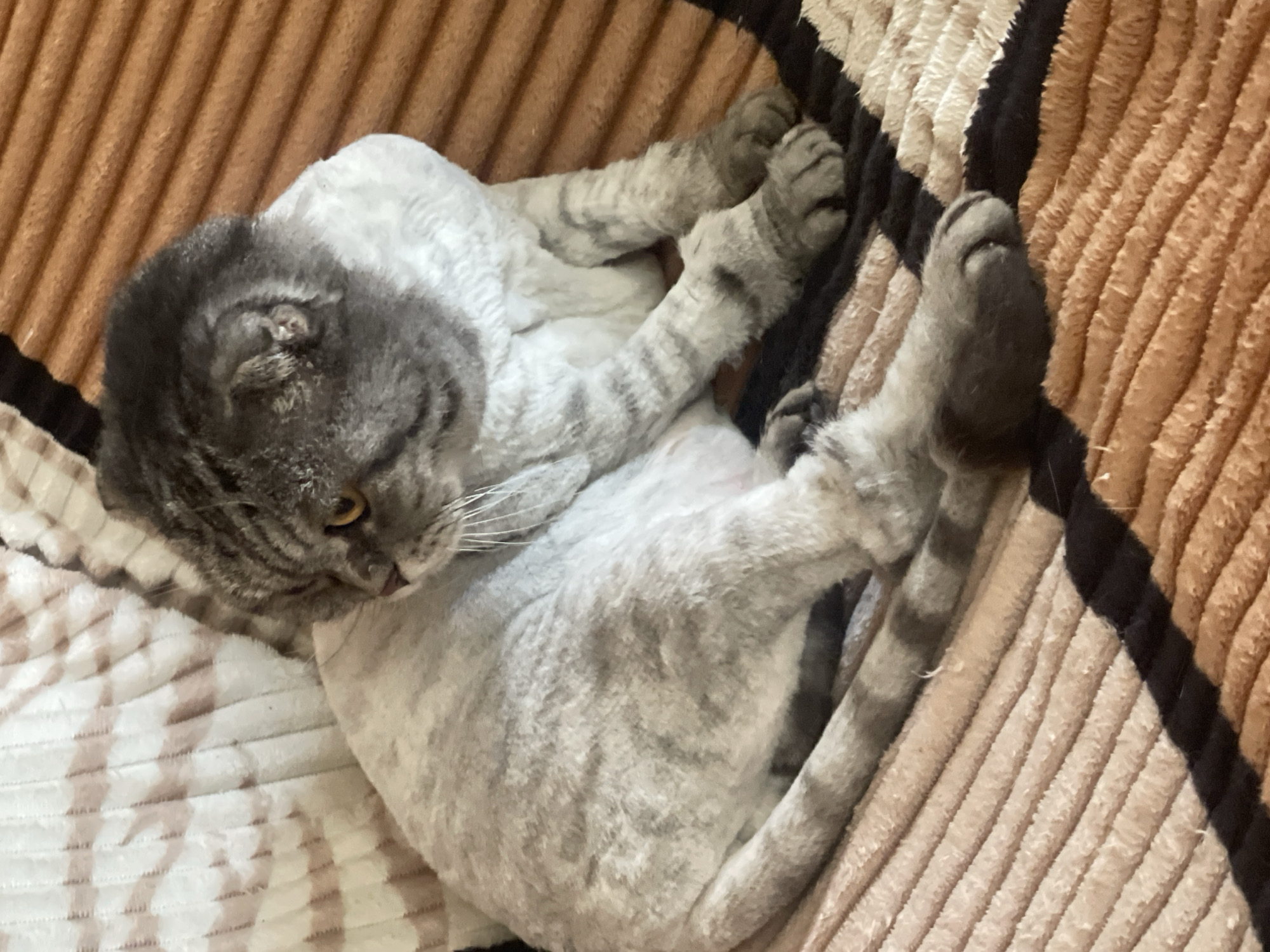 A grey tabby cat is lying on a brown and beige striped blanket. The cat is shaved on its body, with its head and tail fur remaining long. The cat's eyes are yellow and it is looking to the left. The blanket is textured and appears to be made of corduroy. The scene is indoors, likely in a home.