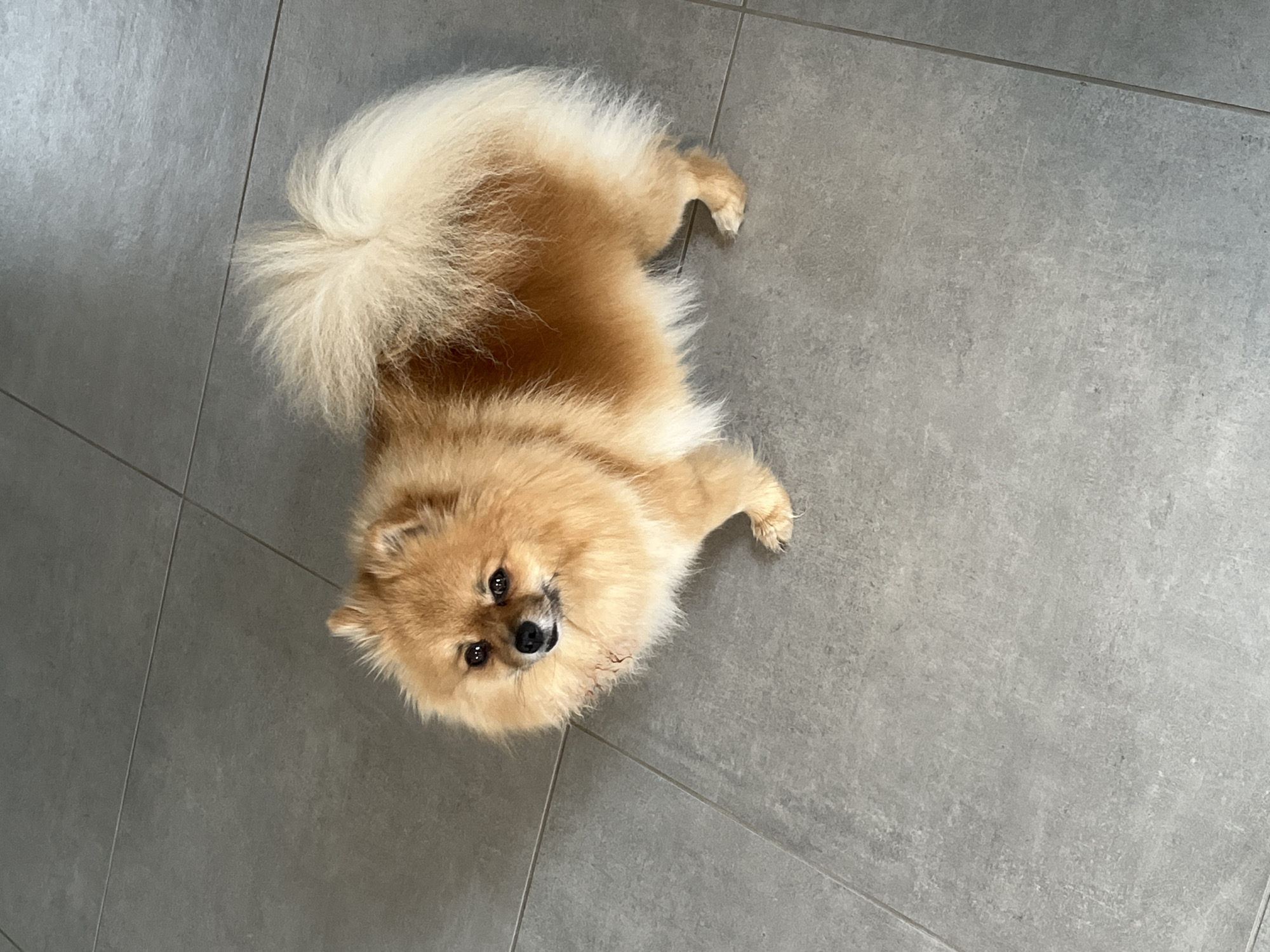 A Pomeranian dog is viewed from above against a gray tiled floor. The dog is tan and cream-colored, with a fluffy tail. The location is Chambœuf, France.