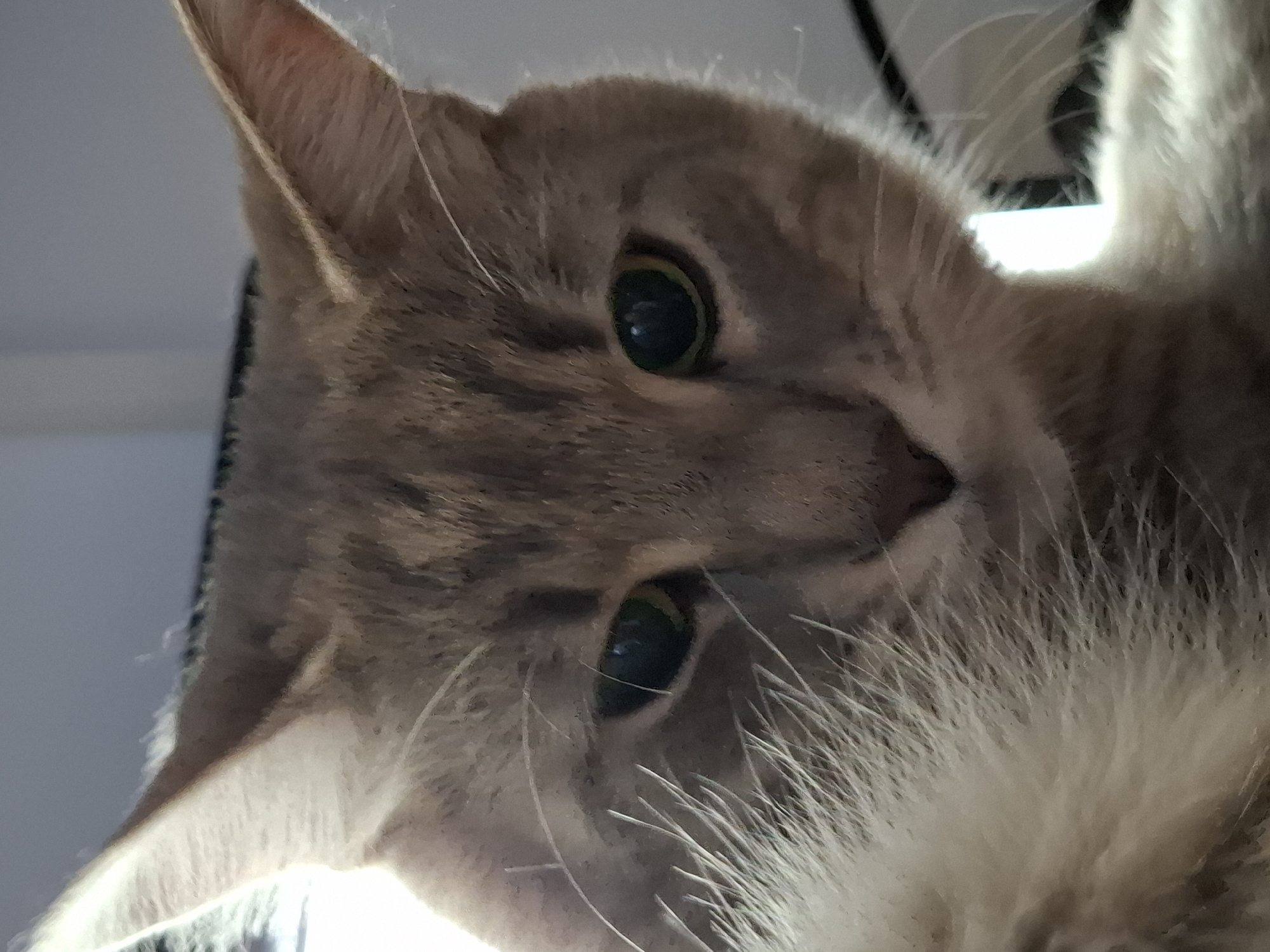 A close-up, low-angle shot shows the face of a domestic cat. The cat has gray tabby markings on its fur, and its ears are prominent. Its green eyes are looking directly at the camera. The cat's mouth is slightly open, revealing its teeth. The background is out of focus and appears to be indoors, with a bright light source visible on the left side of the frame. There are no discernible elements in the image that would allow for localization in Zemun Urban Municipality, Serbia.