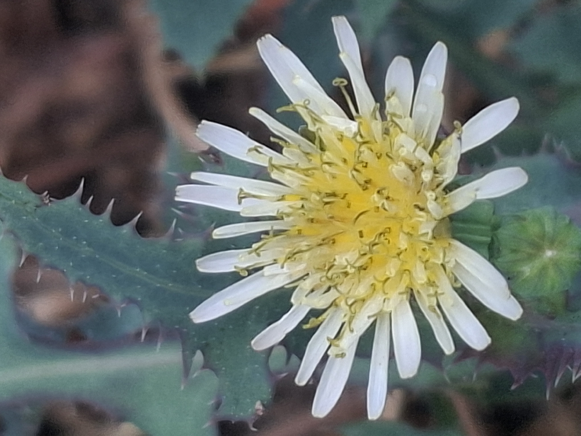 The image is a close-up, eye-level shot of a white and yellow dandelion flower, likely in a natural setting. The flower's petals are delicate and ray-like, emanating from a bright yellow center. The background consists of blurred green leaves, some of which appear to have spiky edges, and a darker, out-of-focus area that could be soil or decaying organic matter. There is no indication of any urban environment or the city of Almaty, Kazakhstan. The image focuses solely on the botanical details of the flower and its immediate surroundings.