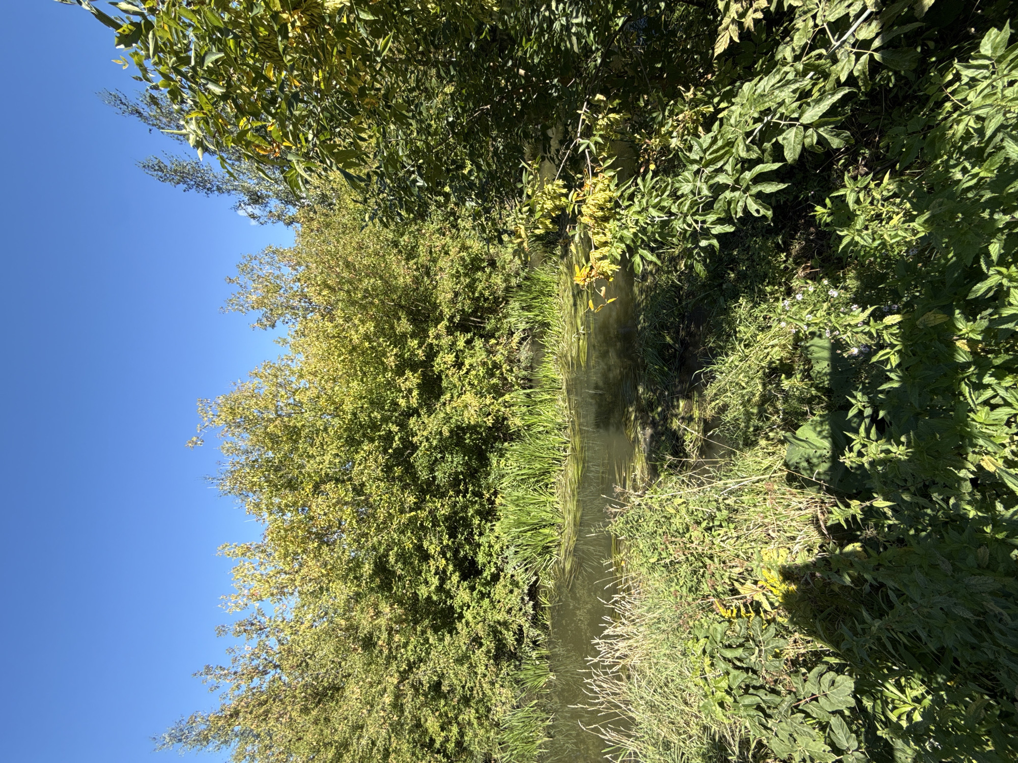 The image depicts a tranquil natural scene under a clear blue sky. In the foreground, lush green foliage and tall grasses line the bank of a narrow body of water. Reeds grow densely in the water, with some submerged aquatic plants visible. The water itself appears calm, with reflections of the surrounding vegetation. Beyond the water, a dense wall of trees with leaves transitioning from green to yellow stretches across the mid-ground. The trees create a sense of depth and enclose the waterway. The overall impression is one of a peaceful, undeveloped natural area. No specific landmarks or indications of location within Moscow, Russia are present in the image.
