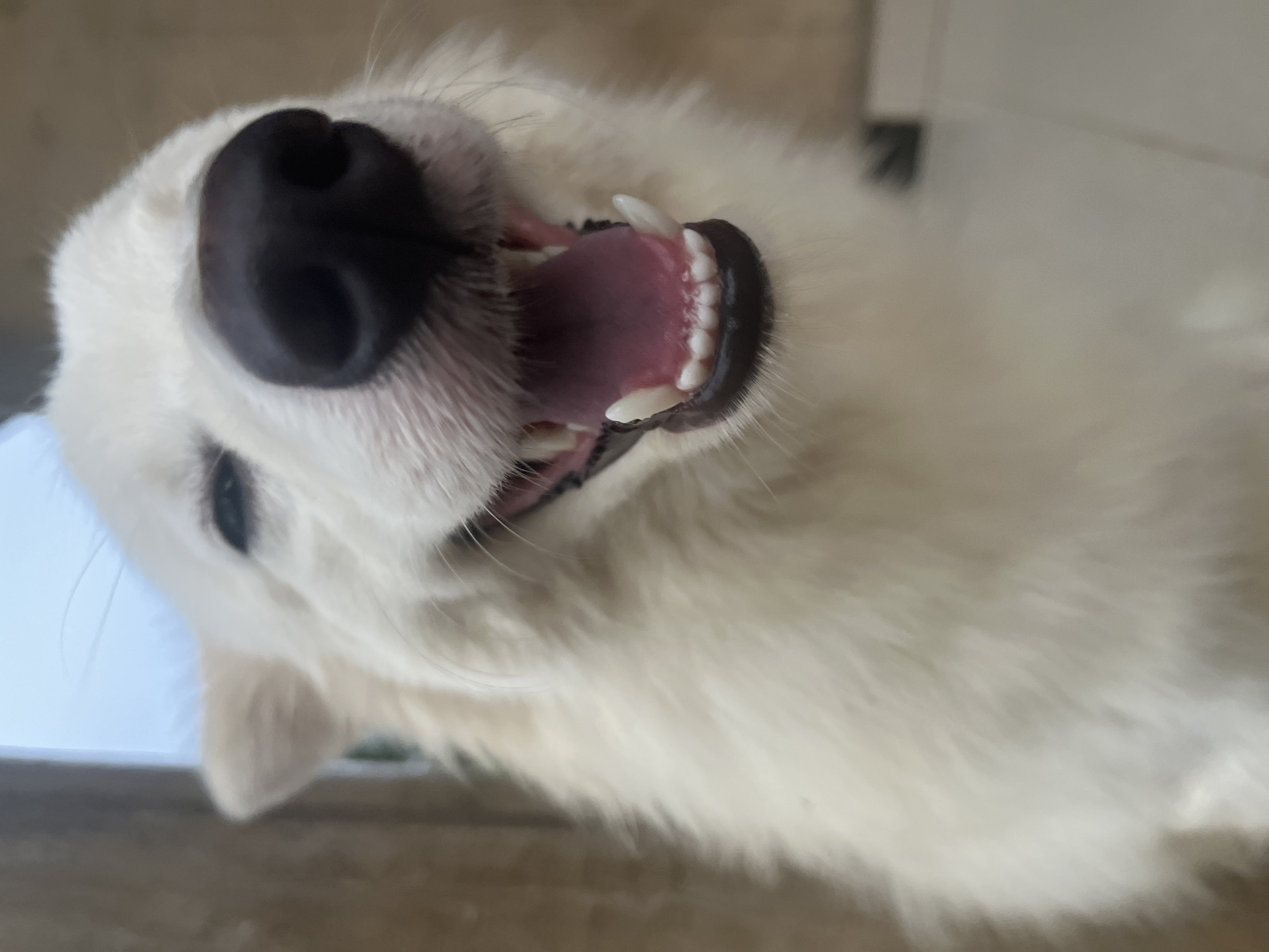 The image is an upside-down, close-up view of a white dog's face. The dog has a large, black nose, and its mouth is open, revealing pink gums and white teeth. A small portion of the dog's left eye is visible. The background appears to be a mixture of light-colored and darker surfaces. The location of the image is not evident and cannot be determined. The scene does not suggest the location being Ikot Ekpene, Nigeria.