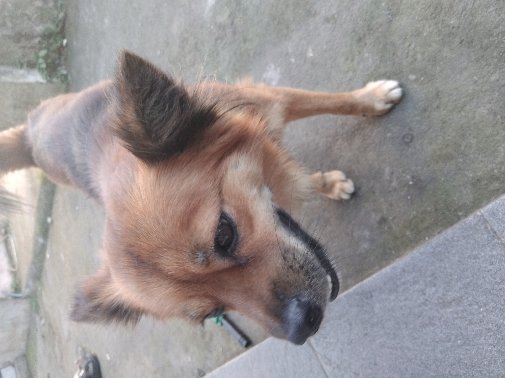 A brown, medium-sized dog with dark fur around its ears and muzzle is lying on a grey concrete surface. The dog is looking up towards the camera. The background appears to be an outdoor space.
