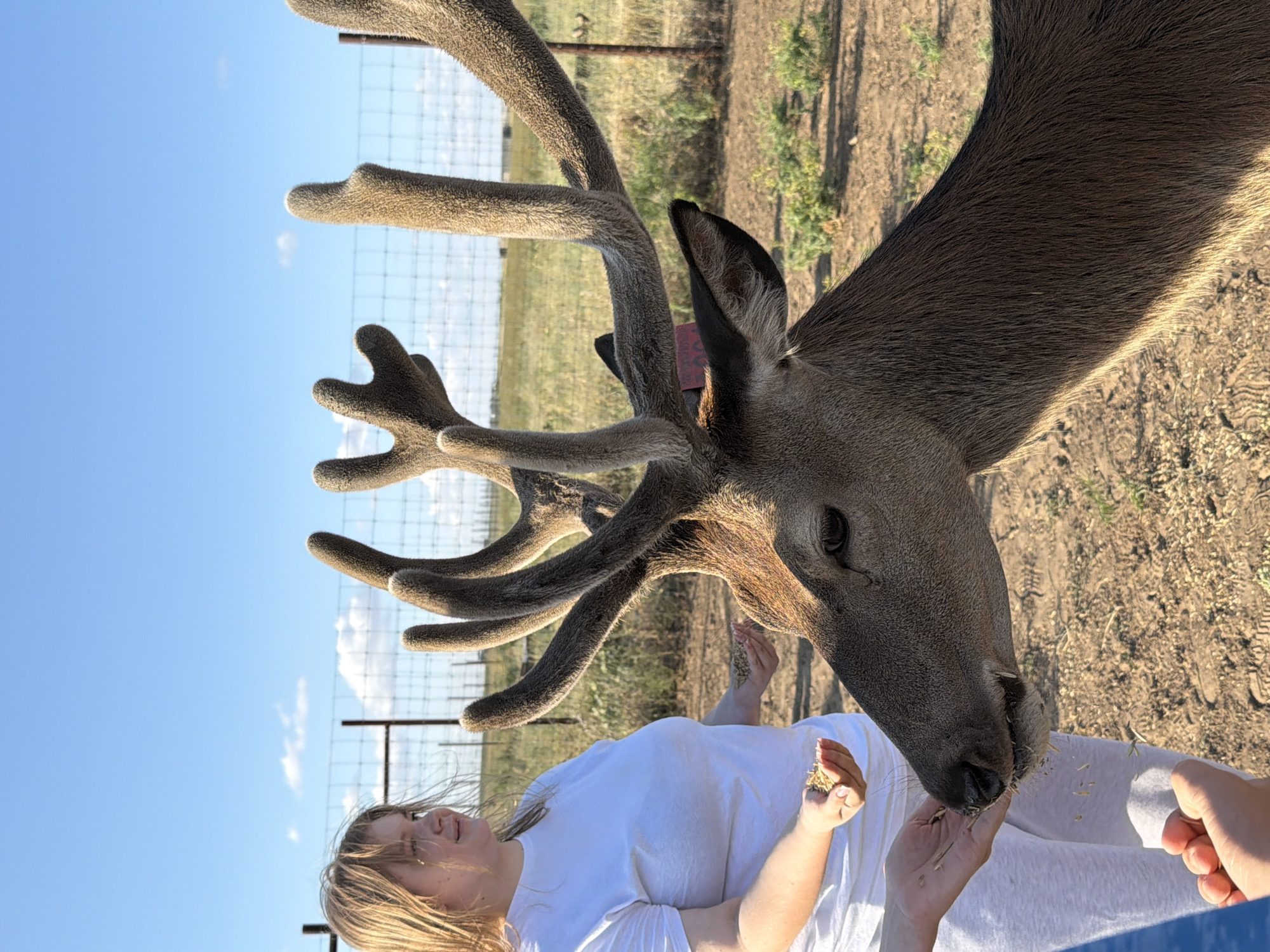 In Горный Балыклей, Russia, a young woman with blonde hair stands in a dry, grassy field, wearing a white t-shirt and gray pants. She is holding a handful of grain, offering it to a deer. The deer, with large, velvet-covered antlers, is leaning in to eat from her hand. Another person's hands are also visible, offering grain to the deer. A fence, likely enclosing a pasture, is visible in the background, along with a clear blue sky with scattered white clouds. The ground is dry and dusty, with sparse vegetation. The overall scene depicts an interaction between humans and wildlife, likely in a semi-wild or managed environment.