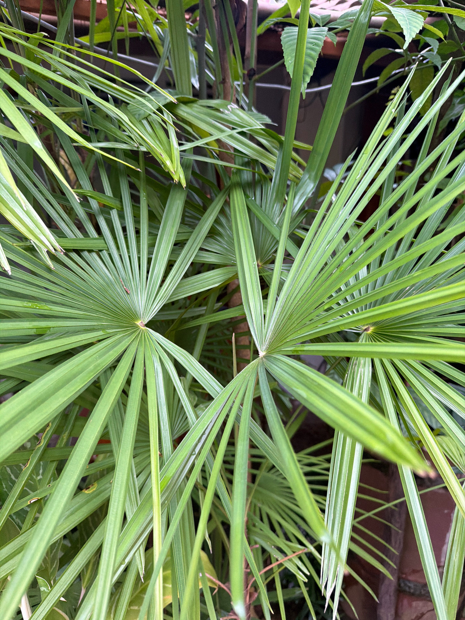 This is a close-up, eye-level shot of lush, green palm fronds. The fronds are fanned out, with many individual leaflets radiating from a central point. The leaves are long and slender, with some showing a slightly lighter green stripe running down the center. The background is blurred, but appears to be a mix of other greenery and reddish-brown brickwork, suggesting an outdoor environment. There are no people or animals visible in the image. The overall impression is one of dense, tropical foliage. This image could have been taken in Phú Quốc, Vietnam, given the prevalence of palm trees and tropical vegetation in the region.