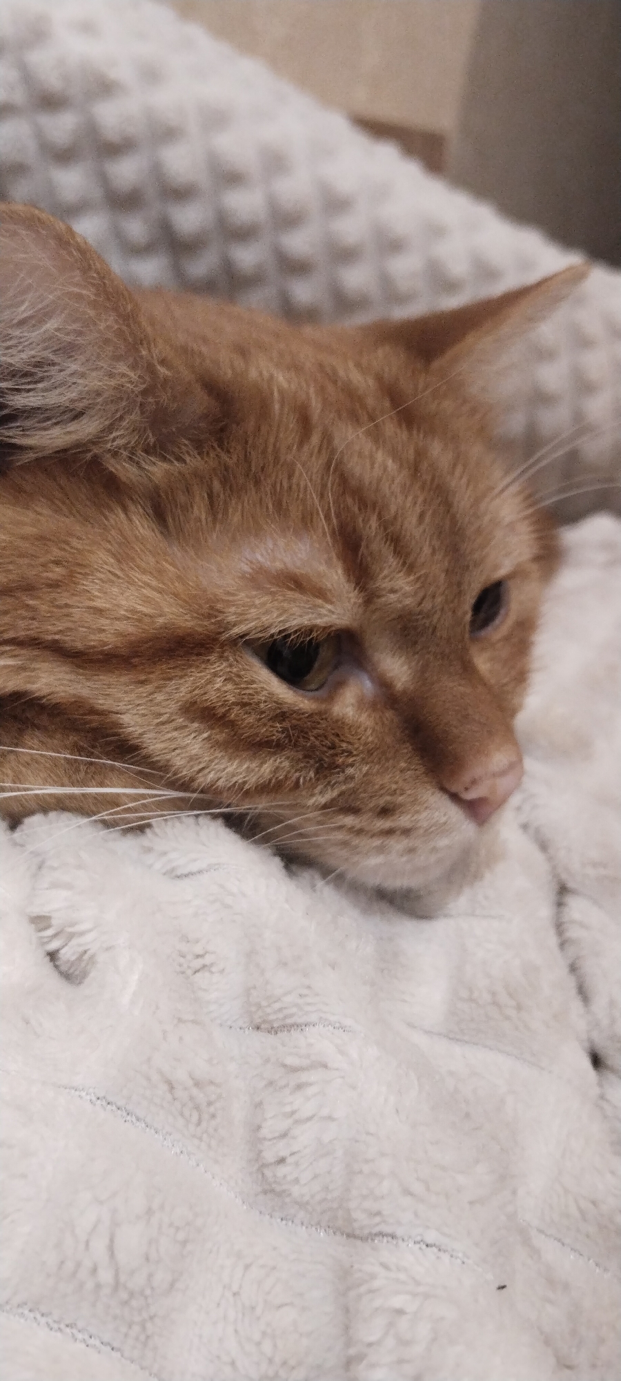 A close-up, eye-level shot shows the face of an orange tabby cat resting on a textured, off-white blanket. The cat's eyes are partially closed, and its head is turned to the right, with its nose pointing slightly down. The fur is a mixture of orange and brown stripes, with prominent white whiskers. The blanket appears soft and plush, with a waffle-like pattern and subtle silver threads woven throughout. The background is blurred and out of focus, suggesting an indoor setting. There is no discernible location in the city of Vologda, Russia, or any other specific geographical information present in the image.