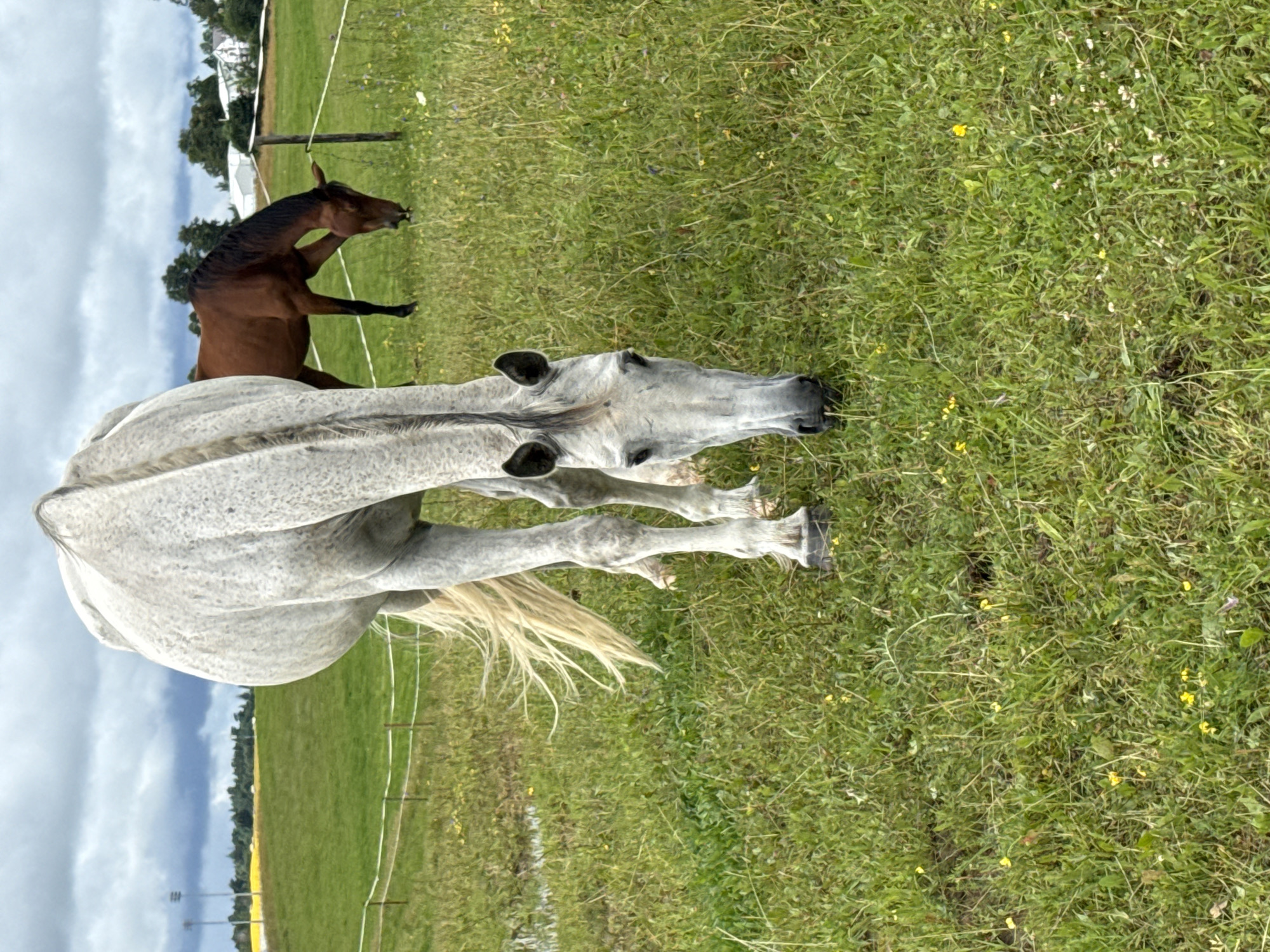 In a grassy field in Galinė, Lithuania, two horses graze under a cloudy sky. The horse in the foreground is a dappled gray, its head lowered to the grass. Its long, light-colored tail sweeps to the side. Behind it, a bay horse with a dark mane grazes, its head also down. A white electric fence runs horizontally across the middle ground, marking the boundary of the pasture. In the background, a green field stretches towards a line of trees, with a yellow field and stadium lights visible in the far distance. A few white buildings can be seen peeking through the trees on the right side of the frame. The grass is a mix of green blades and scattered small yellow and white wildflowers.