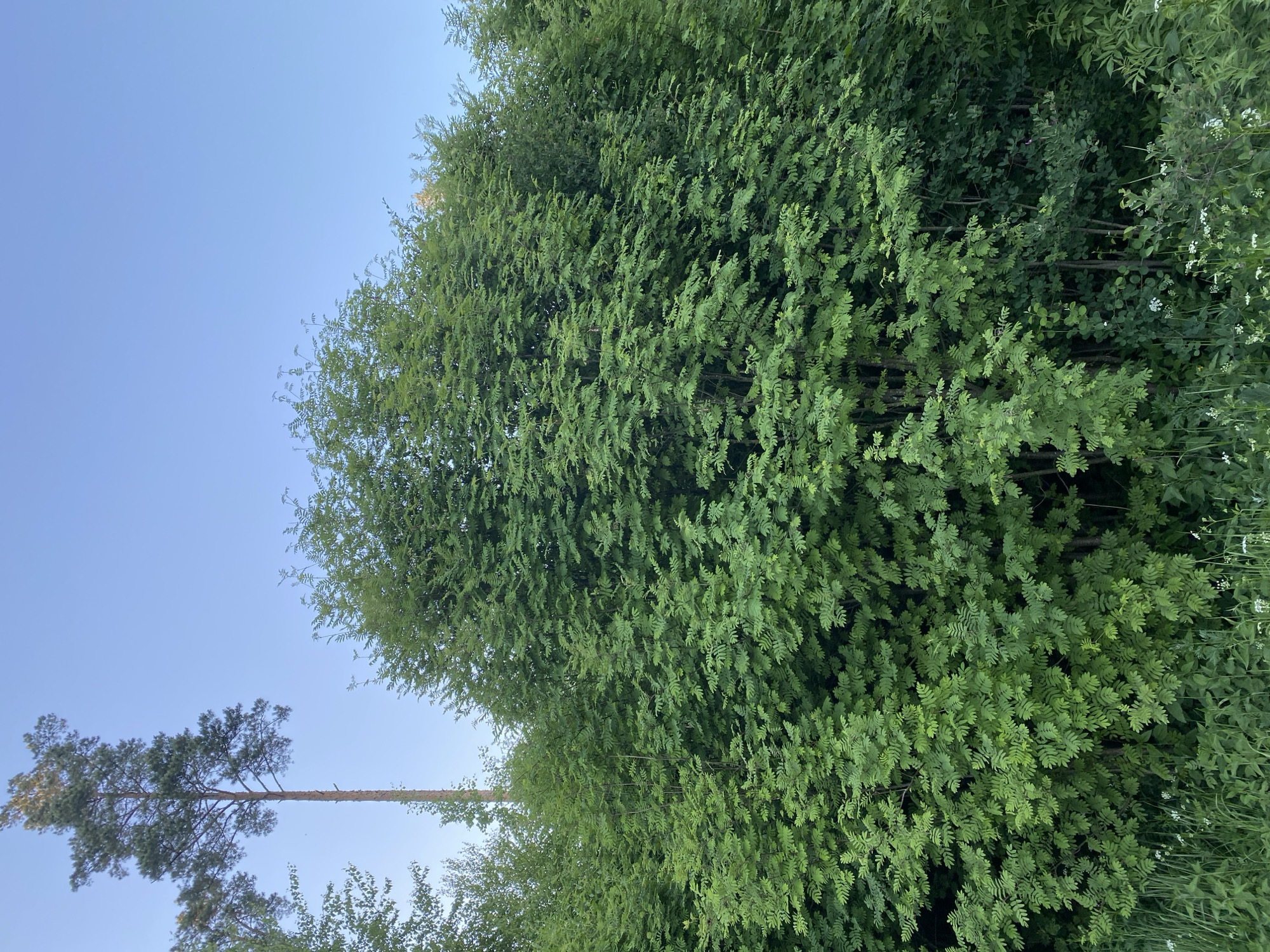 The image displays an outdoor natural scene, featuring dense green foliage beneath a clear, light blue sky. In the upper left quadrant, a single, tall, slender conifer tree with a visible light brown trunk and sparse green needles extends upwards into the sky. The central and lower portions of the frame are dominated by a thick mass of vibrant green deciduous trees or large shrubs, characterized by numerous compound leaves with multiple small, serrated leaflets, forming a textured, uniform green wall. The foliage exhibits varying shades of green, with some areas appearing darker due to depth or shadow. At the bottom of the frame, green undergrowth consisting of grasses and smaller herbaceous plants is visible, interspersed with small white flowers. The sky is uniformly clear and light blue, indicating daylight conditions. No people, animals, structures, or artificial objects are discernible. The scene is located in Unknown, Unknown.