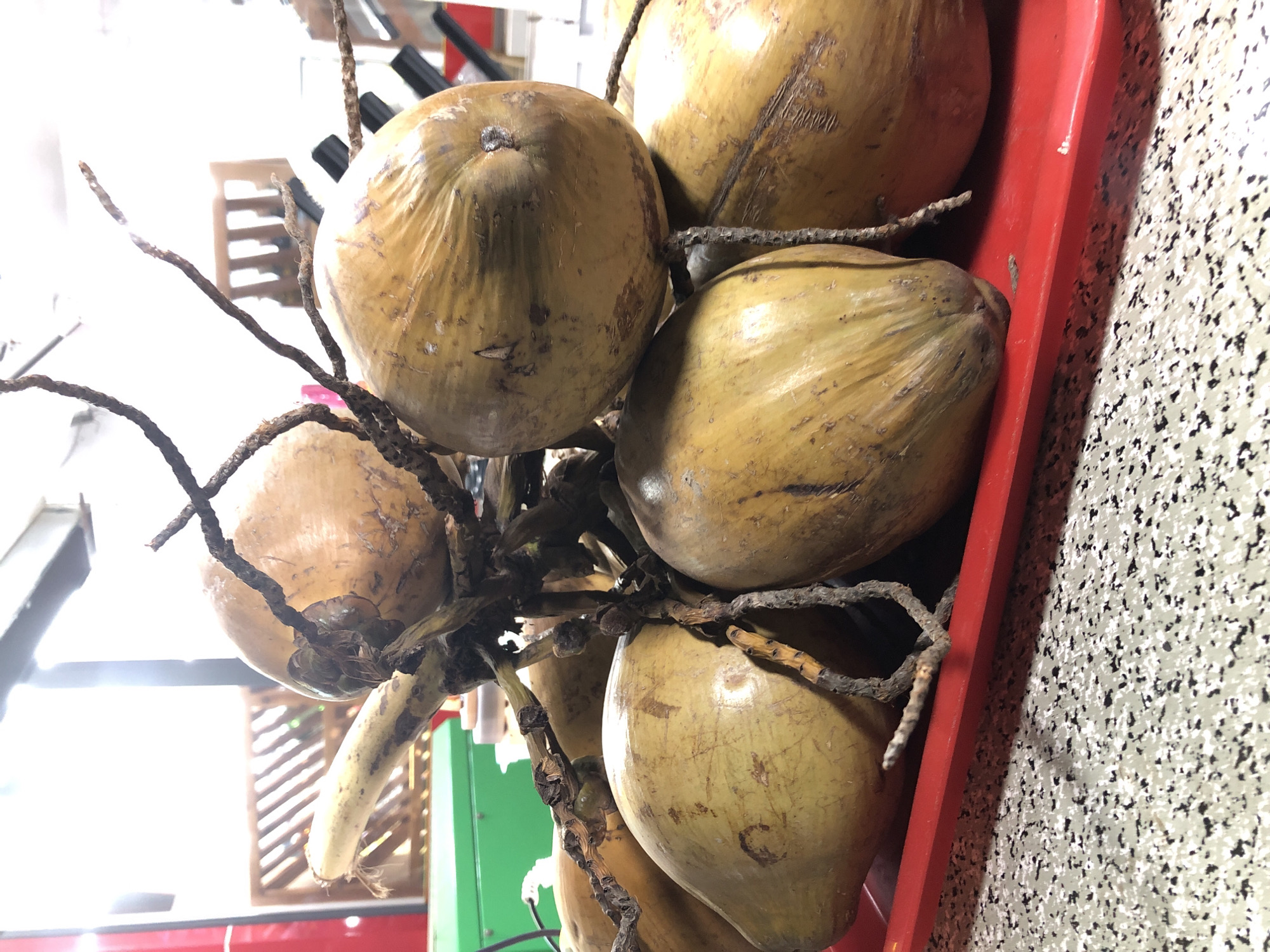 The image shows a bunch of coconuts with their fibrous husks. The coconuts are a pale yellow-green color and appear to be ripe. They are attached to their natural stems, which are brown and wiry. Some of the coconuts are whole, while others have been partially cut or show signs of wear. The coconuts are arranged in a cluster, and some of them are touching each other. The background is blurred, but it appears to be an indoor setting with some shelving and what might be a green container. The overall impression is one of freshness and natural abundance. The image seems to be taken in a market or a stall where fresh produce is sold. The lighting is bright, suggesting it might be daytime.
There are no people visible in the image. The scene is focused solely on the coconuts.
There is no visible text in the image.
The location context of Da Nang, Vietnam, is relevant as coconuts are a common fruit in tropical regions like Vietnam.