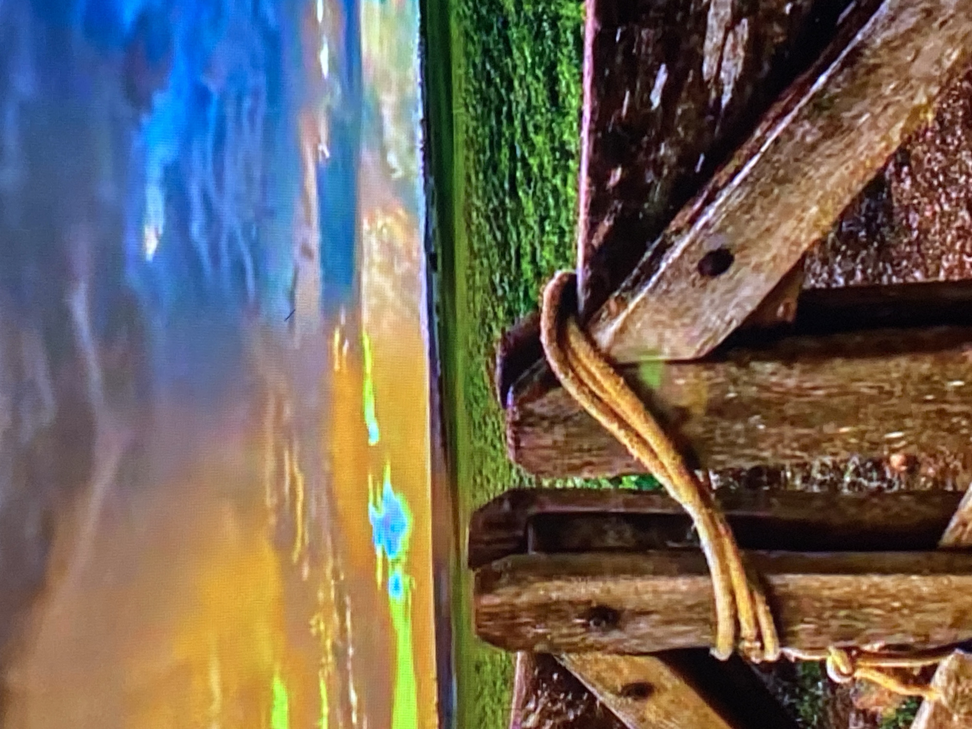 The image depicts a rural landscape at either sunrise or sunset, set within or near the city of Tinaquillo, Venezuela. The foreground is dominated by a rustic, weathered wooden fence or gate. A thick, light-brown rope is visibly coiled multiple times around a vertical wooden post on the left side of the frame, secured by a knot near the bottom. The wooden elements show distinct grain, cracks, and metal fasteners. Beyond the fence, an expansive, flat green field stretches into the mid-ground, suggesting cultivated land. The background features a dramatically colored sky, transitioning from intense golden yellows and oranges on the left to vibrant blues and purples on the right. Various formations of clouds, ranging from dark and dense to lighter wisps, are present across the sky. A small, dark, elongated object is visible in the upper right portion of the blue sky, possibly a distant aircraft. The overall scene conveys a vast, open natural environment under striking atmospheric conditions.