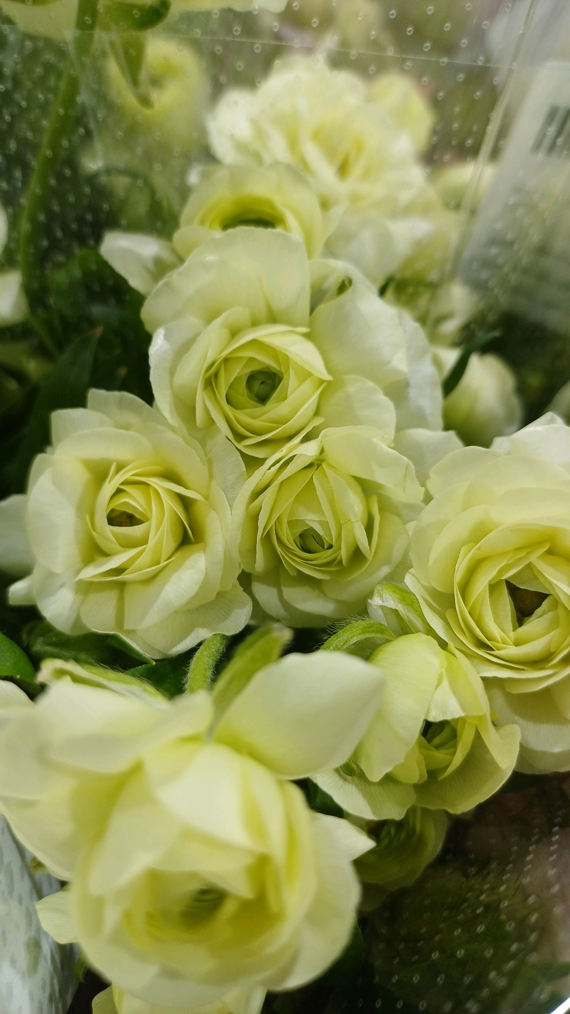The image shows a close-up, vertical shot of a bouquet of pale yellow ranunculus flowers. The flowers have many delicate petals that are tightly curled inward, forming a rose-like shape. Some of the flowers are fully open, revealing their centers, while others are still in bud. The background is softly blurred, showing more of the flowers and green foliage, along with some of the clear plastic packaging the bouquet is wrapped in, which has a pattern of small raised dots. There are no people or specific landmarks visible to indicate a location within Kuala Lumpur, Malaysia. The focus is entirely on the floral arrangement.