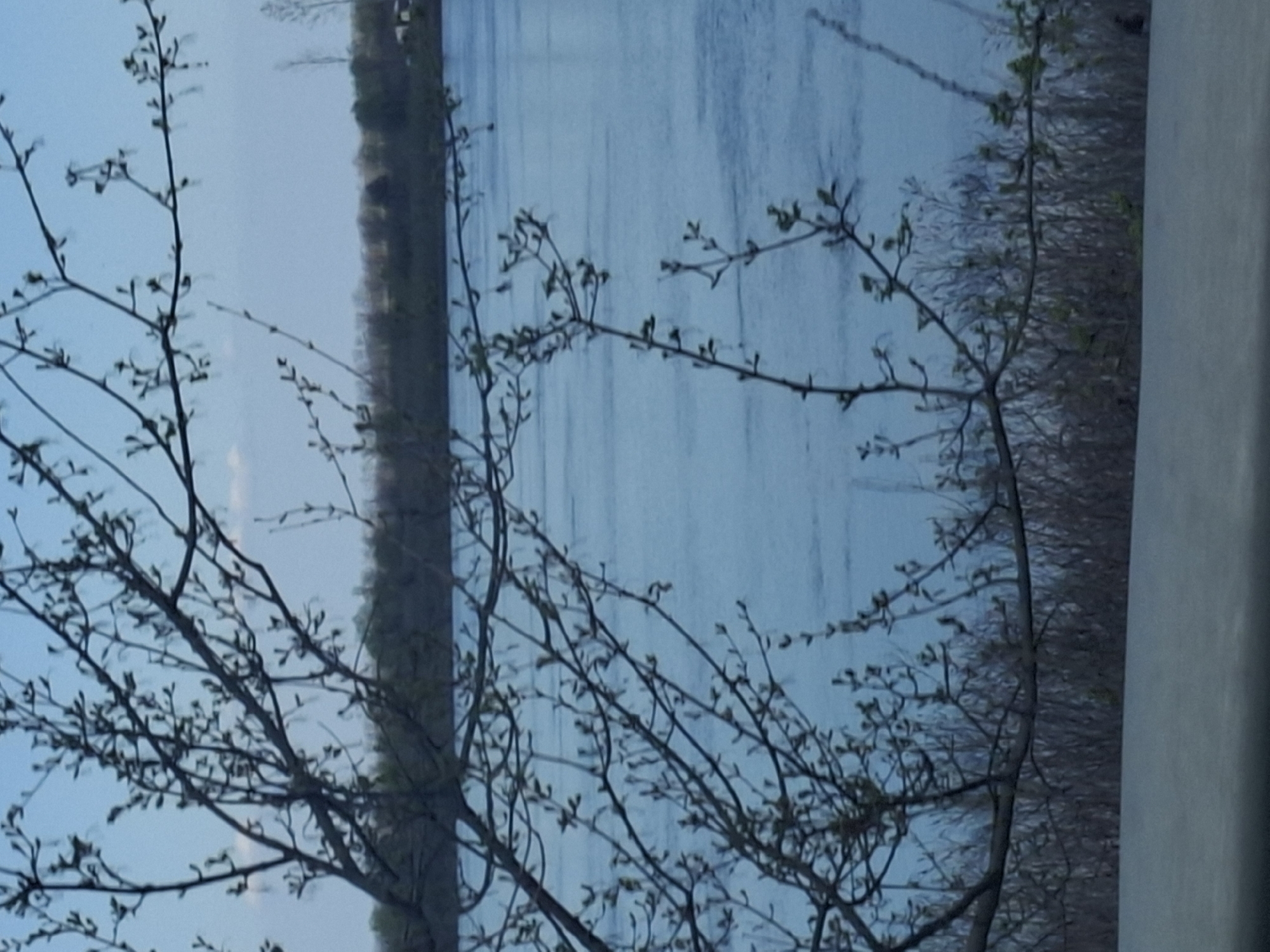 The image shows a view of the Danube River through tree branches with budding leaves. The river is a pale blue with faint ripples. Along the opposite bank, there's a strip of dense vegetation, possibly trees or shrubs, appearing dark and muted in color. To the right, blurry background. The image is captured in the city of Арчар, Bulgaria.