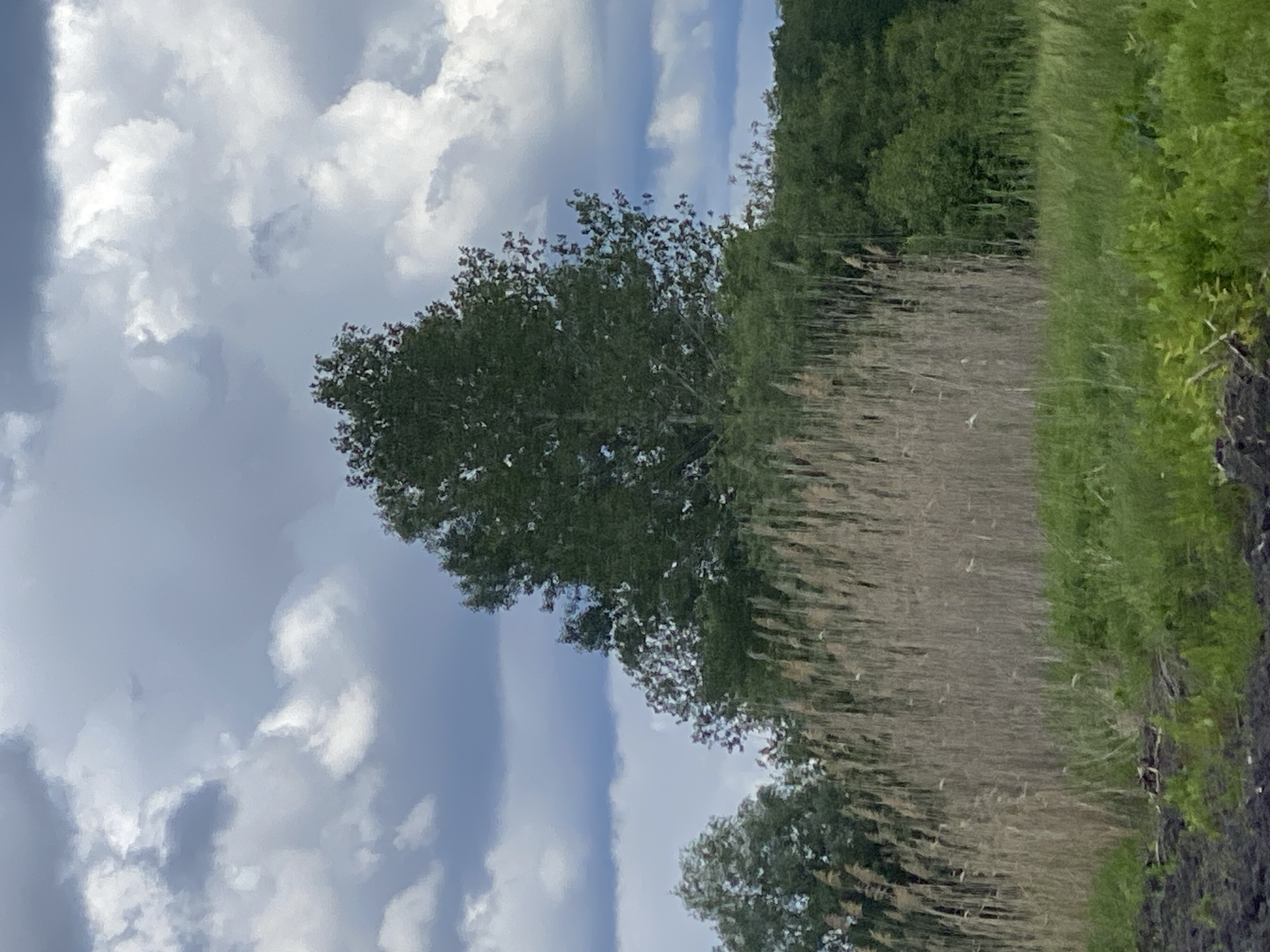 The image shows a reflection of a cloudy sky, trees, and reeds in water. It is likely a lake or river. The location is unknown but assumed to be somewhere in the city of Matyashivka, Ukraine. There are no people present.