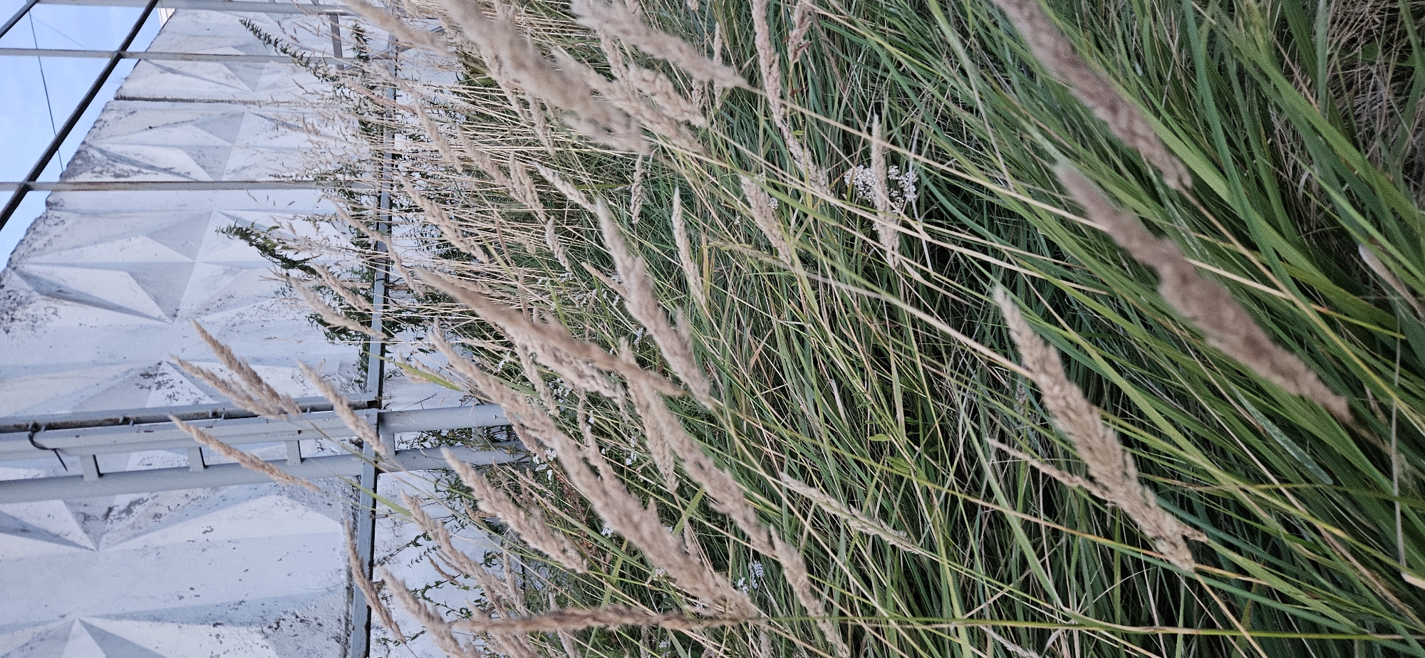 In Vitsebsk, Belarus, tall, dry grasses with feathery seed heads dominate the foreground of this image, swaying diagonally across the frame. The grasses are a mix of pale brown seed heads and green blades. Behind the grasses, a concrete wall with a diamond-shaped relief pattern is visible, appearing weathered and possibly stained. Vertical metal bars or fence posts are interspersed in front of the wall and among the grasses. The background shows more of this wall and hints of the sky above. The scene appears to be an outdoor area, possibly near an industrial zone or a derelict site. There are no people or animals present.