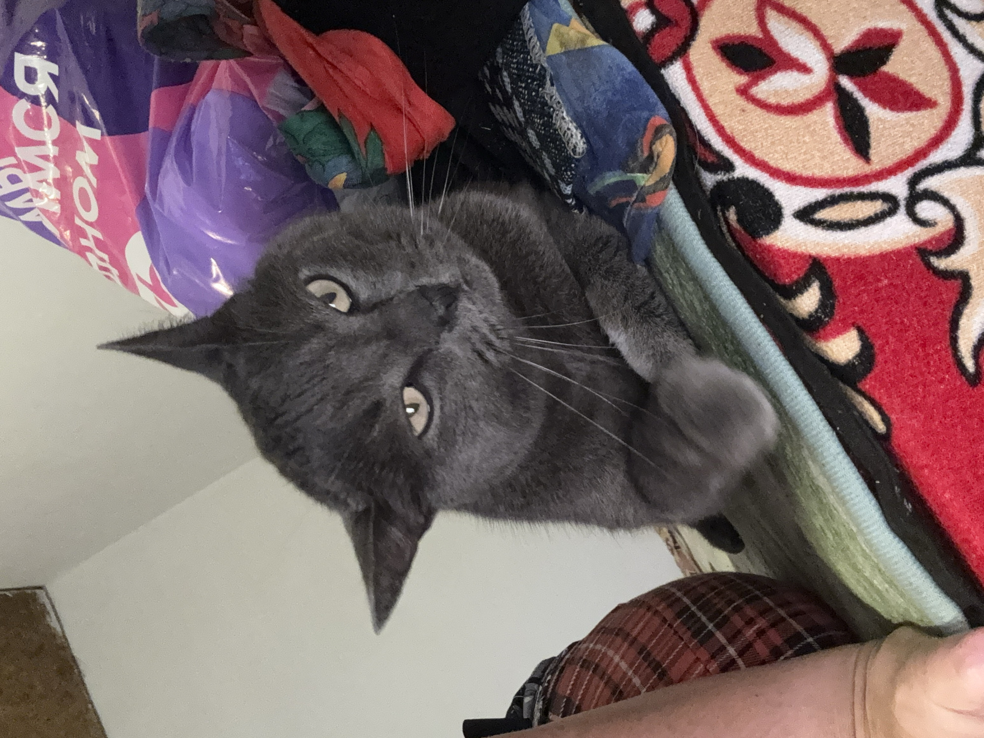 A close-up, overhead shot shows a grey cat lying on a bed with a colorful blanket. The cat has bright yellow eyes and is looking directly at the camera. Its left paw is raised, and its whiskers are spread wide. The cat appears alert and curious.
The background includes a purple plastic bag with pink and white lettering, partially obscured by the cat. There are also glimpses of other fabrics and blankets in various colors and patterns, including a red and white blanket with a floral design. The overall impression is a domestic setting, likely a bedroom or living area. There is no indication of time of day or weather. The text on the purple bag is not legible enough to read.