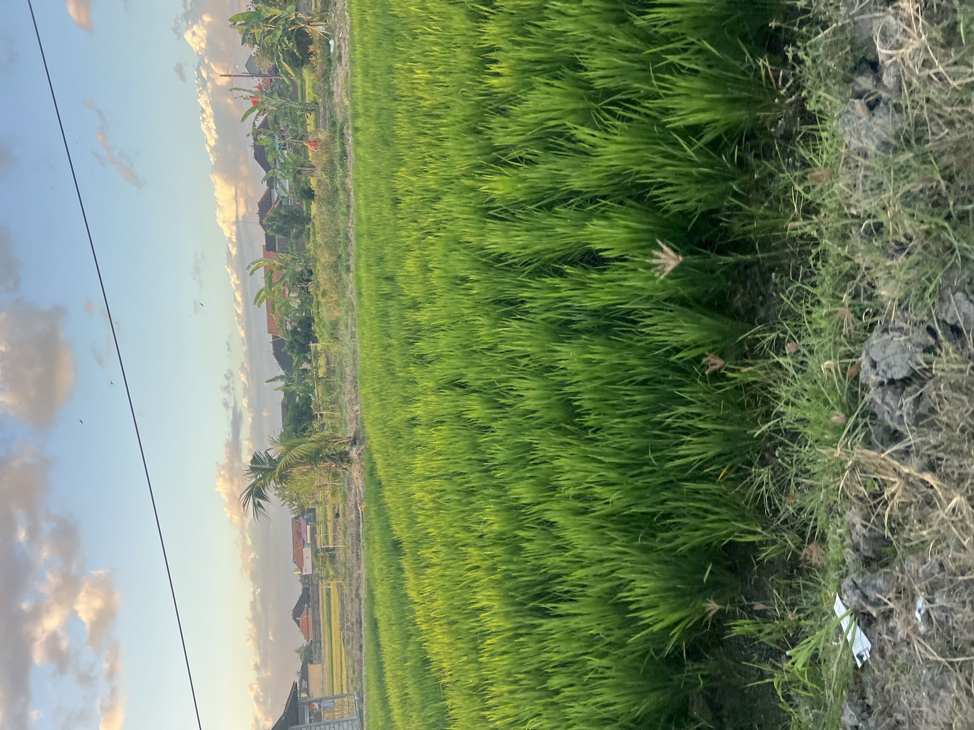 The image depicts a vibrant green rice field under a sky filled with soft, golden-tinged clouds at sunset. A thin black power line stretches diagonally across the upper portion of the frame. In the background, a cluster of buildings with reddish-brown roofs is visible, interspersed with banana trees. A small, open-sided structure with a brick base and wooden elements is located on the left side of the frame. A person wearing an orange shirt can be seen standing in the distance, near some trees. The foreground of the image shows the edge of the rice field with some dry grass and dark soil. The scene appears to be a rural or semi-rural area, possibly on the outskirts of Kediri, Indonesia, given the architecture and vegetation. The lighting suggests it is late afternoon or early evening.