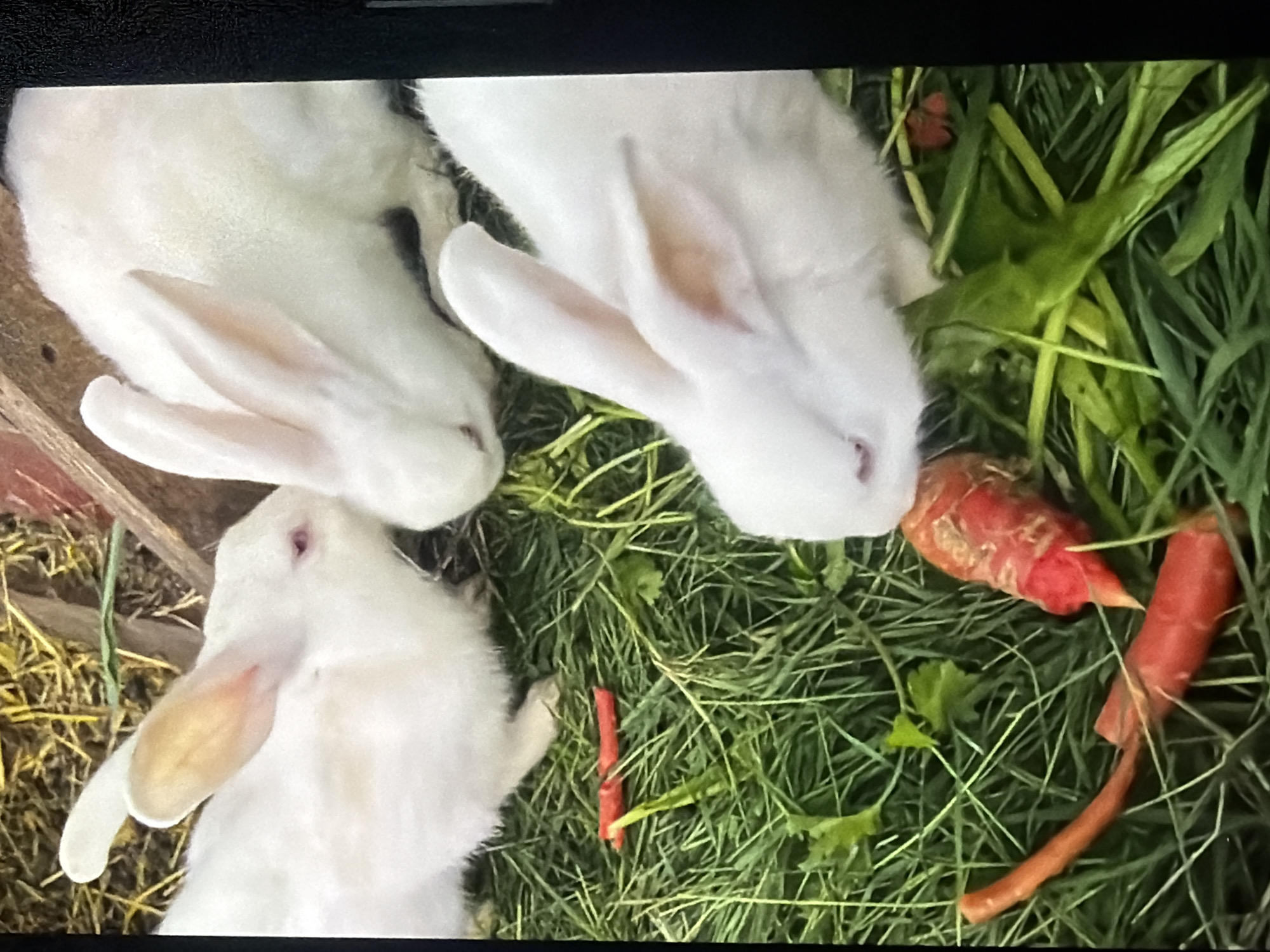 In a close-up, high-angle shot, three white rabbits are positioned on a bed of green grass and hay in what appears to be a rural or domestic setting. The rabbits are clustered together, with one in the foreground partially obscured by a piece of carrot it is eating. Another rabbit is to its left, looking towards the viewer with its ears perked, and a third rabbit is in the upper right, facing away from the camera. The environment is naturalistic, with visible blades of grass, some scattered hay, and wooden elements that might form part of a pen or enclosure. The lighting is natural, suggesting an outdoor or well-lit indoor environment. The scene is tranquil, focusing on the rabbits interacting with their food and surroundings. The image does not provide any information or context about the city of Bukuru, Nigeria.