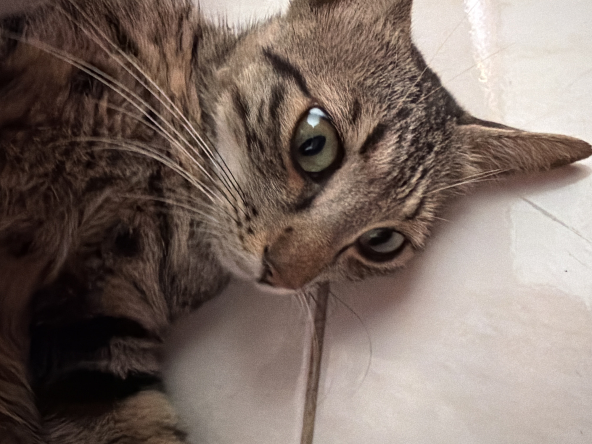 A close-up, slightly tilted shot shows the face of a tabby cat lying on a light-colored tiled surface. The cat's fur is a mix of brown, black, and tan stripes. Its right eye, which is in focus, is green with a black pupil. The cat's whiskers are long and white. The background is blurred and appears to be a floor. The scene is indoors, and there is no indication of the specific location within Sharm El Sheikh, Egypt.