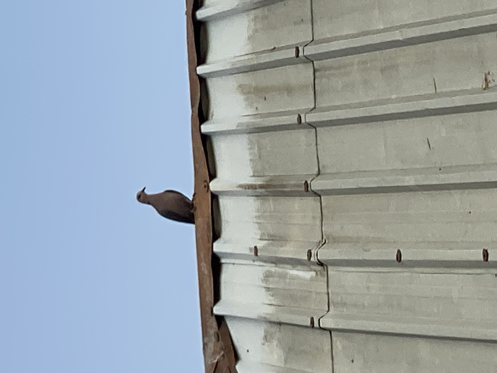 A bird is perched on the corner of a corrugated metal building, set against a pale blue sky. The building's metal sheets are light gray with horizontal indentations and rust spots where the sheets are joined together. The bird, dark brown in color, is facing to the left of the frame. The building appears to be in Maigizo, Nigeria.