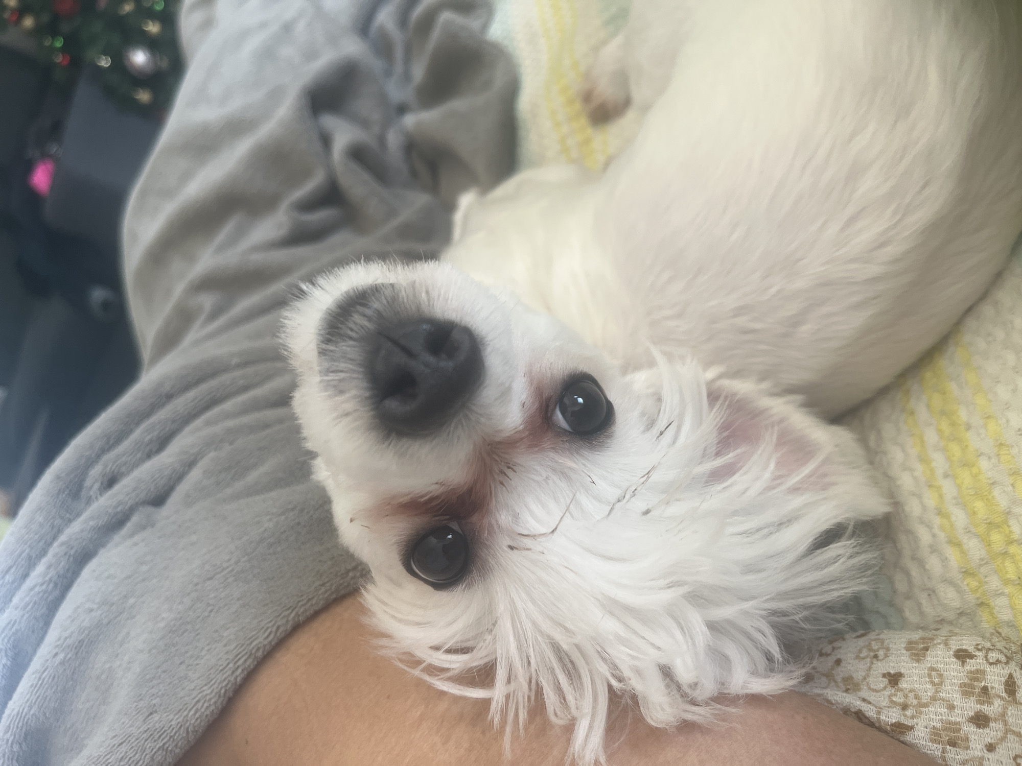 A close-up, high-angle photograph shows a small, white, fluffy dog, likely a Maltese, looking directly into the camera with an attentive and curious expression. The dog has dark, round eyes and a prominent black nose. Reddish-brown tear stains are visible around its eyes, and small dark specks, possibly debris, are present in its white fur, particularly around its face.
The dog's head is tilted slightly, resting on what appears to be a person's lap or leg, with a patch of human skin visible in the bottom center foreground. A soft, grey, textured blanket or garment occupies the left side of the frame, providing a plush surface. To the right and behind the dog, a patterned textile is visible, featuring light yellow and white stripes transitioning into a beige section with a darker, intricate pattern.
In the blurred background to the upper left, out-of-focus, circular lights with bokeh suggest decorative illumination, potentially from a Christmas tree, adding to the cozy indoor atmosphere. The scene depicts a relaxed moment in a home setting, consistent with the location context of Varna, Bulgaria. No visible text is present in the image.