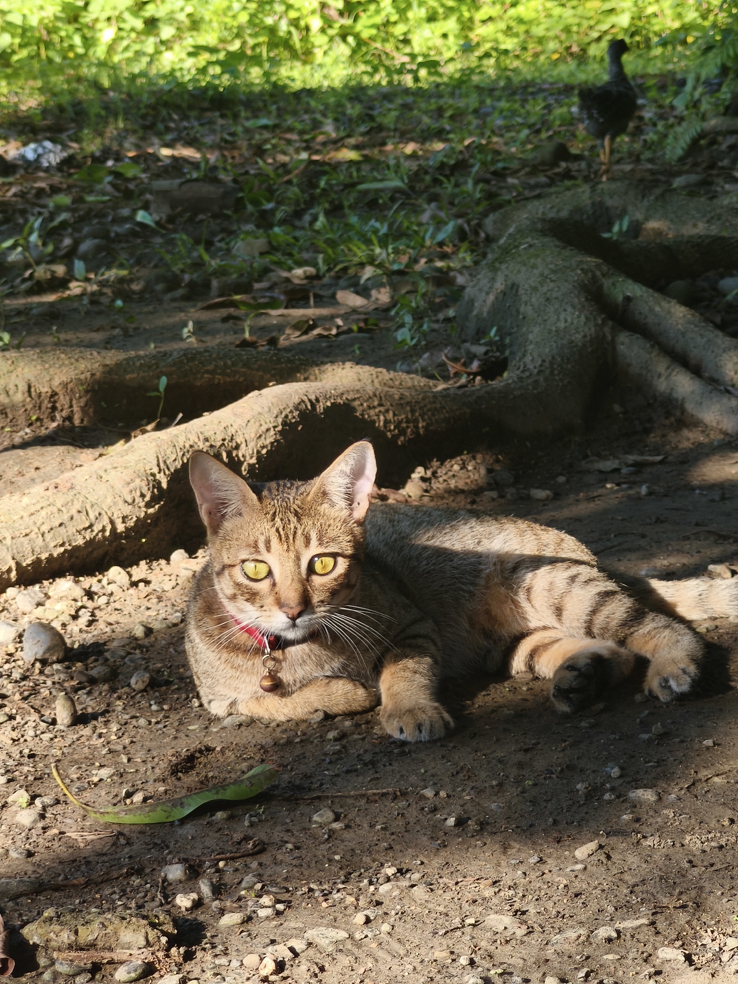 A brown tabby cat with yellow eyes is lying on the ground under a tree in an outdoor location. The cat is wearing a red collar with a bell. A small, dark bird is standing in the background. Tree roots are visible in the scene. The location is Unknown, Unknown.