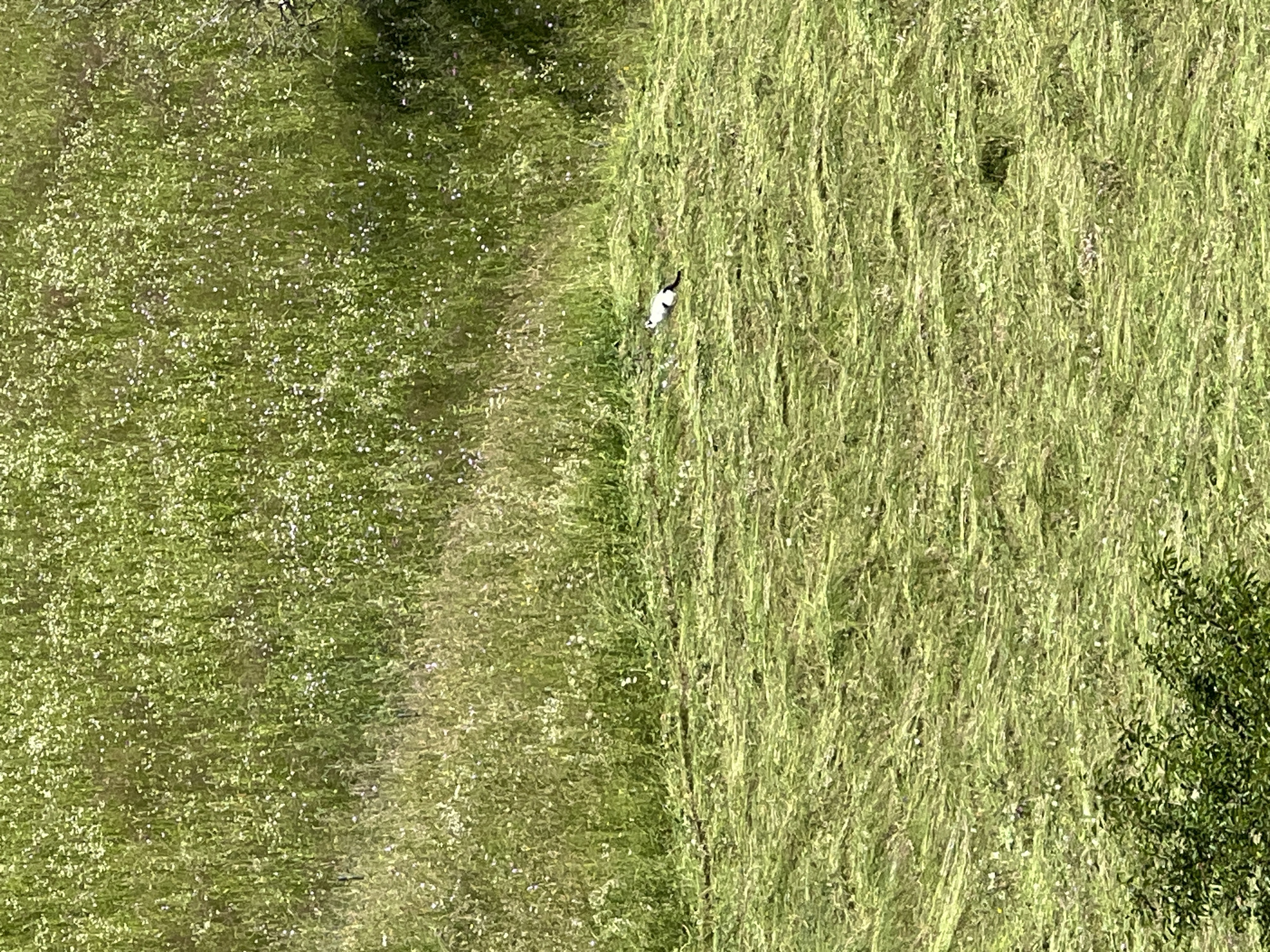 An aerial shot captures a meadow of tall green grass dotted with small white flowers. In the mid-ground, a small black and white animal, possibly a stoat or ermine, rests on a section of cut grass. The landscape extends to a darker, shadowy area on the right.