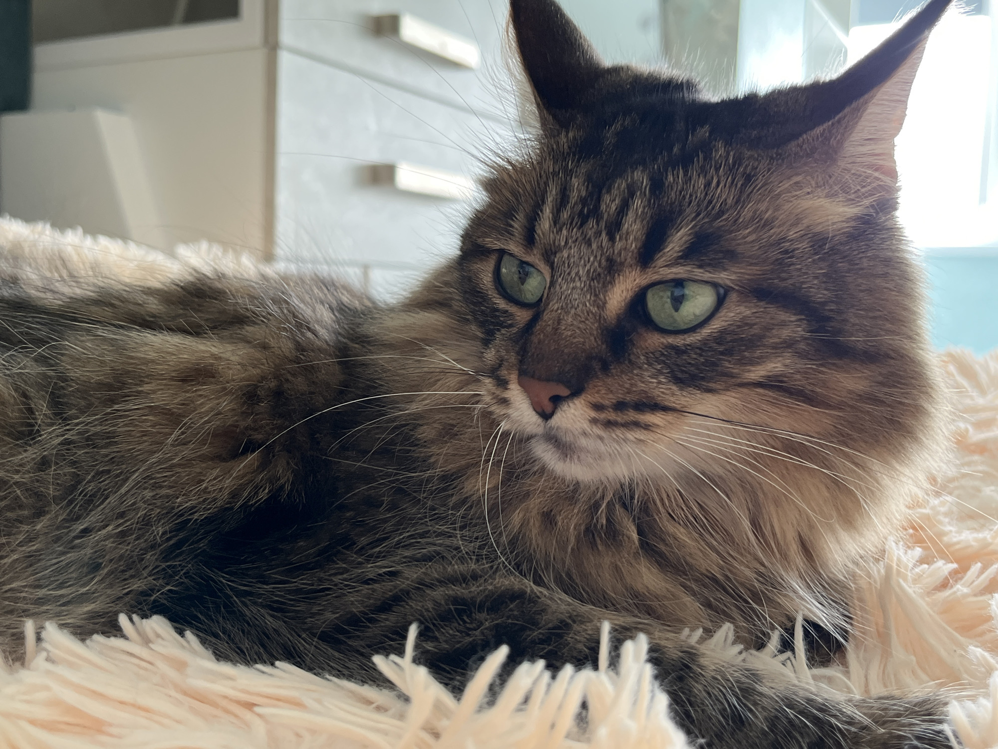 A close-up, eye-level shot shows a long-haired tabby cat lying on a fluffy, cream-colored blanket. The cat's fur is a mix of brown, gray, and black tabby markings, with lighter beige undertones. Its eyes are a striking green and are looking off to the left of the frame, with a slight tilt of its head. The cat's ears are pointed, and its whiskers are long and white, fanning out from its face. The cat's nose is pinkish-brown.
In the background, out of focus, are white drawers with silver handles. The lighting suggests it is daytime, with light streaming in from the right, illuminating the cat's fur and creating a soft glow on its face. The overall scene is calm and domestic, with the cat appearing relaxed. There is no visible text in the image.