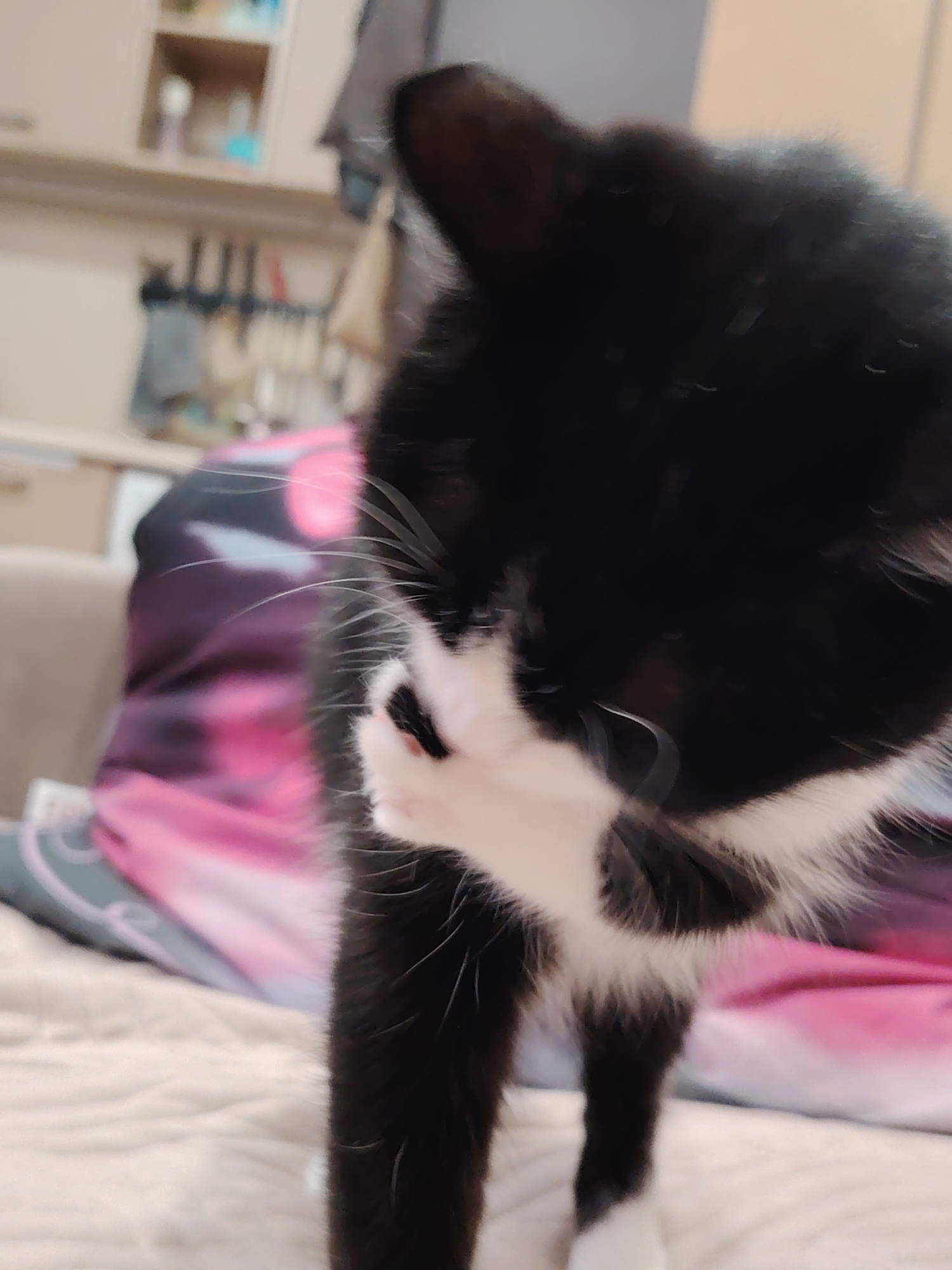A black and white cat is grooming itself on a bed. The cat is mostly black with white markings on its chest and face. Its paw is raised to its face as it cleans itself. The background is blurred, but appears to be a room with furniture and shelves. The cat is the primary subject of the image.