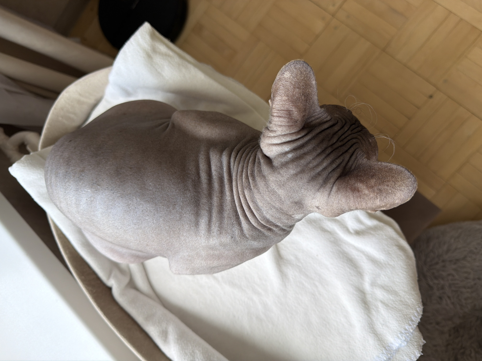 An overhead shot shows a Sphynx cat nestled on a white cloth inside a beige cat bed. The cat's wrinkly, hairless skin is visible. The background includes a light-colored wood floor and glimpses of furniture. There is no evidence to support the image was taken in Izhevsk, Russia.