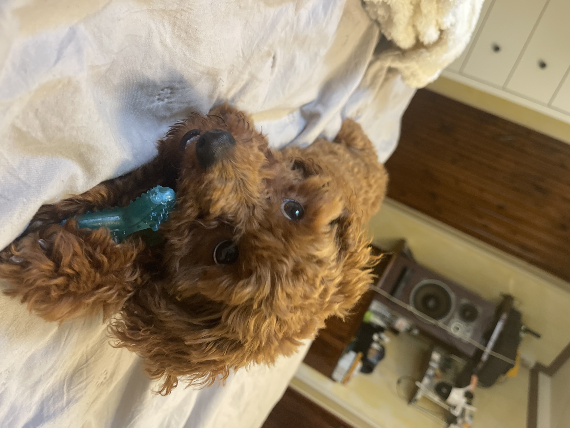 A small, fluffy, reddish-brown dog, likely a poodle or poodle mix, is the central subject of the image. The dog is lying on its back or side on a light-colored, rumpled blanket or sheet, looking directly at the camera with wide, dark eyes, conveying a curious or playful expression. It holds a translucent blue, spiky chew toy in its front paws and mouth.
The setting is indoors, with the dog resting on what appears to be a bed or sofa. In the background, out of focus, several household items are visible. To the right of the dog, there is dark wooden paneling on a wall or floor. Above this, a white piece of furniture, possibly a dresser or cabinet, with two dark circular handles is partially visible. Further into the background, an electronic device resembling a speaker is dimly discernible on top of furniture, along with other indistinct objects. Part of a textured, light-colored blanket or throw is also visible in the upper right corner of the frame.
The lighting suggests it is daytime indoors. There is no visible text. The image captures a candid moment of the dog playing with its toy within a home in Sofia, Bulgaria.