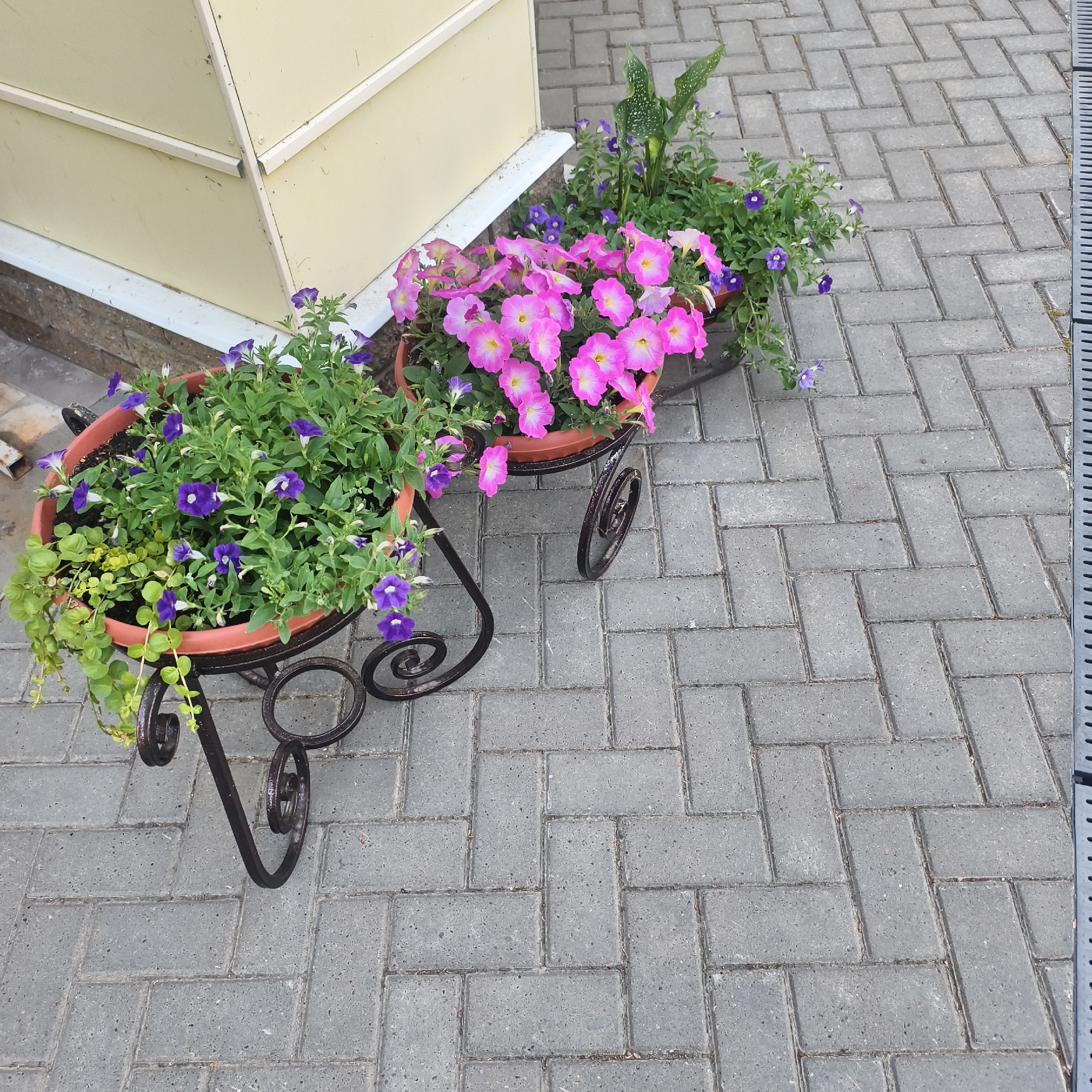 Two flower pots on ornate wrought iron stands sit on a grey brick patio. The pot on the left contains purple petunias and trailing green plants. The pot on the right contains pink petunias and tall green plants with speckled leaves. A section of a light yellow building is visible in the upper left corner of the image. A grey metal grate runs along the right edge of the image. The bricks are arranged in a herringbone pattern. The photograph appears to be taken outdoors in daylight.