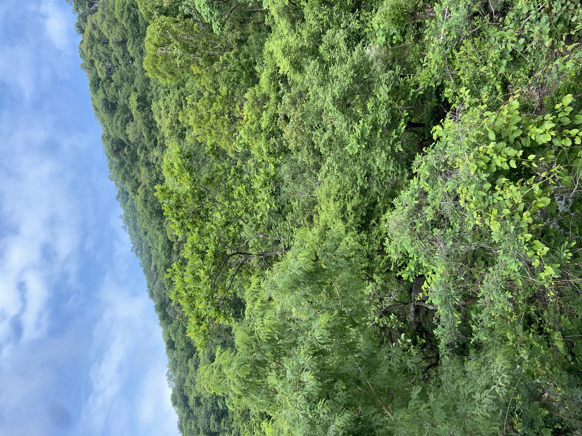 The image displays a lush, verdant hillside or mountain slope covered in dense tropical vegetation under a bright sky. The scene is dominated by a sprawling expanse of green foliage, showcasing a rich variety of trees and plants. Different shades of green are visible, from lighter, more vibrant greens in the foreground where individual leaves and branches are discernible, to deeper, darker greens forming a thick canopy further up the slope.
Above the tree line, a clear blue sky extends, punctuated by scattered, wispy white clouds, suggesting fair weather. The bright illumination indicates it is daytime, likely morning or early afternoon. The detailed crops reveal the intricate patterns of leaves and branches, highlighting the density and diversity of the forest, with some trees featuring smaller, compound leaves and others displaying broader foliage.
No people, man-made objects, or specific activities are visible within this static natural landscape. The image conveys a sense of tranquility and the abundance of nature. There is no visible text. Given the location context, this scenic view is characteristic of the natural environment in Mararaba, Nigeria.