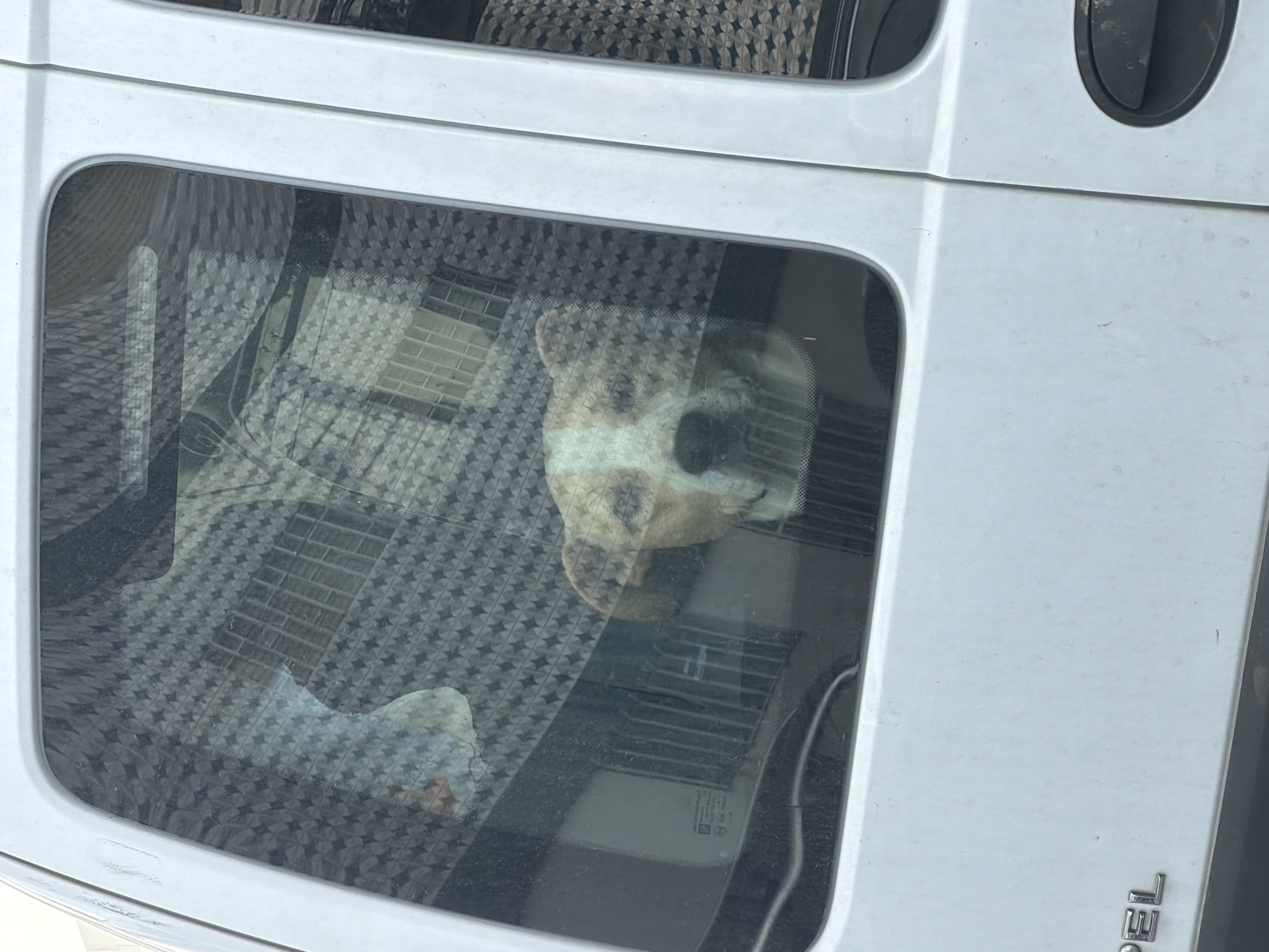 A tan and white dog is visible through the rear window of a white van. The dog's head is turned towards the camera, with its ears down. The window has a patterned tint, and the interior of the van is dimly lit. The exterior of the van appears slightly dirty. The word "OPEL" is visible in silver lettering on the lower left side of the van. This image was taken in Gondomar, Portugal.