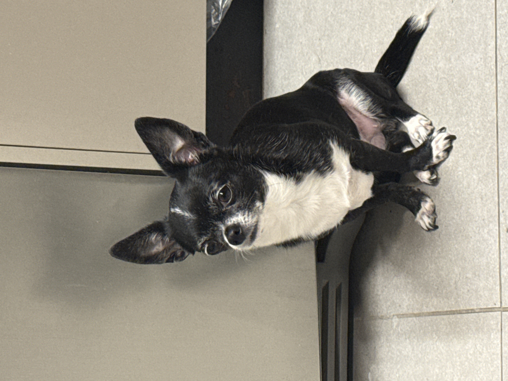 A small, black and white Chihuahua is lying on its back on a gray tile floor next to a gray cabinet. The dog's head is tilted up and towards the left of the frame. The environment suggests an indoor setting, possibly a kitchen or bathroom. The location is not discernible as being in Tel-Aviv, Israel, from the visual information provided.