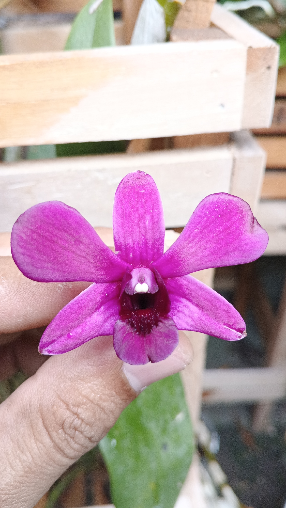 A close-up, eye-level shot shows a person's hand holding a vibrant pink orchid flower. The orchid has five petals, with a darker purple center. The background is blurred and appears to be an outdoor setting, possibly a garden or nursery, with wooden structures and green leaves visible. The hand holding the orchid is lightly tanned and shows visible fingerprints. The lighting is natural, suggesting it was taken during the daytime. The image is sharp and focuses on the detail of the flower and the texture of the hand. The specific location in Ambarketawang, Indonesia, is not discernible from the visual information provided.