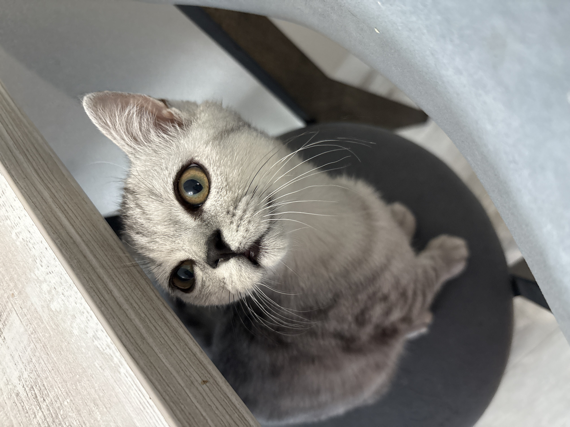 A grey tabby kitten with amber eyes sits on a dark grey stool, peering upwards from beneath a light-colored wooden table. The kitten's fur is marked with subtle stripes, and its whiskers are long and white. The background consists of a plain wall and the edge of a light blue fabric. The scene is indoors, with no discernible features to indicate a specific location in Izhevsk, Russia.
