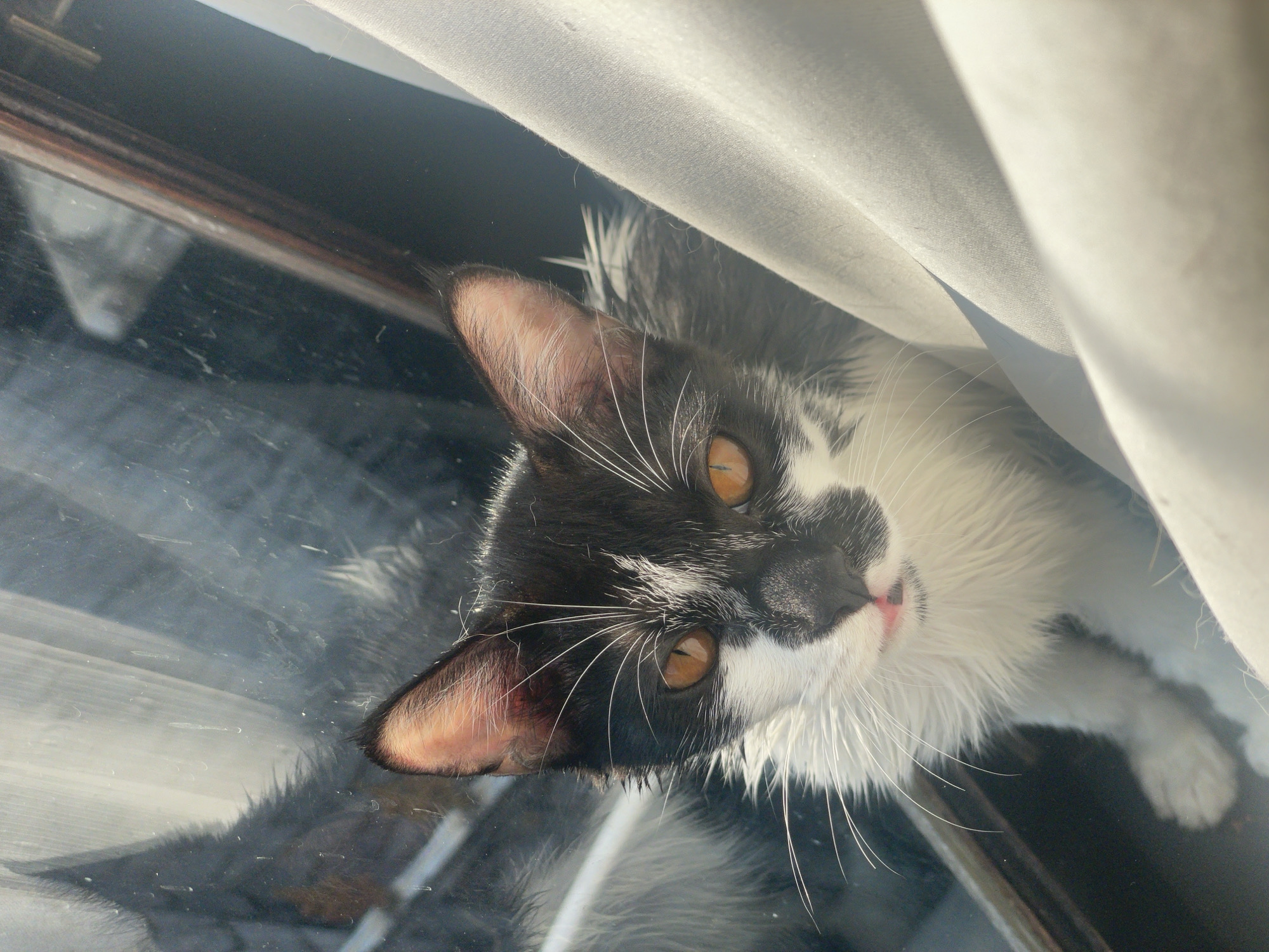 A close-up, eye-level shot captures a young, black and white domestic cat looking out from a window. The cat, with striking orange eyes, is positioned on a windowsill, partially obscured by a light-colored curtain on the right. Its fur appears damp, suggesting it may have recently been exposed to water. The window pane is visible, reflecting the surroundings, including what appears to be another animal or a shadowy figure. The background through the window is dark, with some blurry elements that might indicate an indoor setting or a reflection of the outdoors. A wooden frame is also present, separating the glass from the background. The overall lighting suggests a bright, possibly sunny day, casting shadows and highlighting the cat's features and whiskers.
