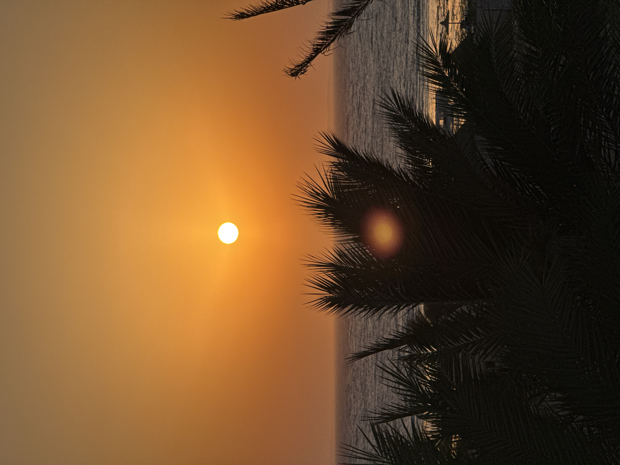 This is a vertical, eye-level, medium shot of a sunset over the ocean, viewed through silhouetted palm fronds. The sun is a bright, white orb positioned in the upper center of the frame, casting an orange glow across the sky. The ocean is a deep blue, with gentle waves visible. The palm fronds in the foreground are dark and indistinct, creating a frame for the scene. The overall mood is serene and tropical. There are no people or identifiable structures visible in the immediate foreground or background.