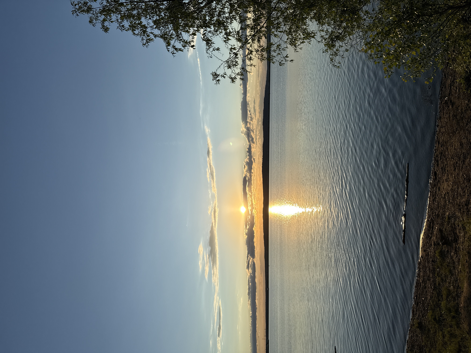 The image captures a serene landscape scene at either sunrise or sunset over a vast body of water, likely a lake or a wide river, in Chaikovsky, Russia. The sun, a bright, intense golden disc, is positioned low on the horizon, slightly to the left of the center, directly above a dark, distant landmass.
The sky above is a clear, deep blue, transitioning to lighter hues near the horizon. Several long, horizontal clouds are illuminated by the sun, glowing with warm orange and yellow light. A significant, shimmering reflection of the sun stretches across the water, creating a path of intense light towards the viewer. The water itself shows numerous subtle ripples and waves, catching and scattering the light.
In the foreground, a dark, narrow strip of land, possibly a bank or beach with some sparse vegetation, is visible along the right edge of the frame. The upper left corner of the image is partially framed by the dark, leafy branches of a tree, adding a natural element to the composition.
No people or artificial structures are prominently visible, emphasizing the natural beauty and tranquility of the scene. The warm, golden light indicates either early morning or late evening. There is no visible text in the image.